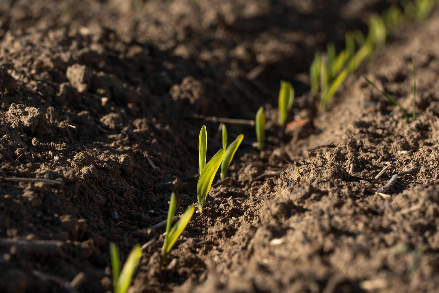 A close up of a field of young plants photo