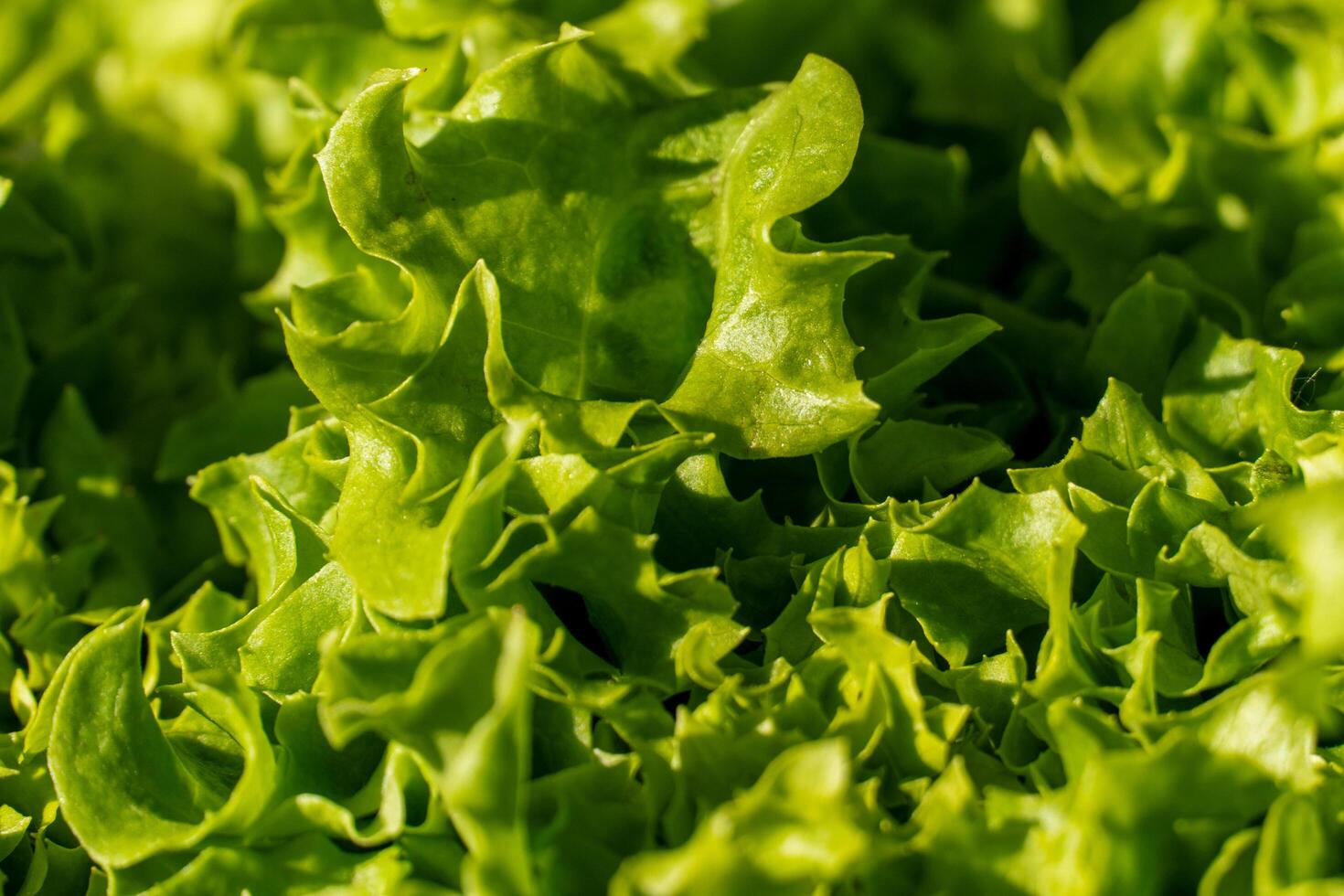 A close up of lettuce leaves photo