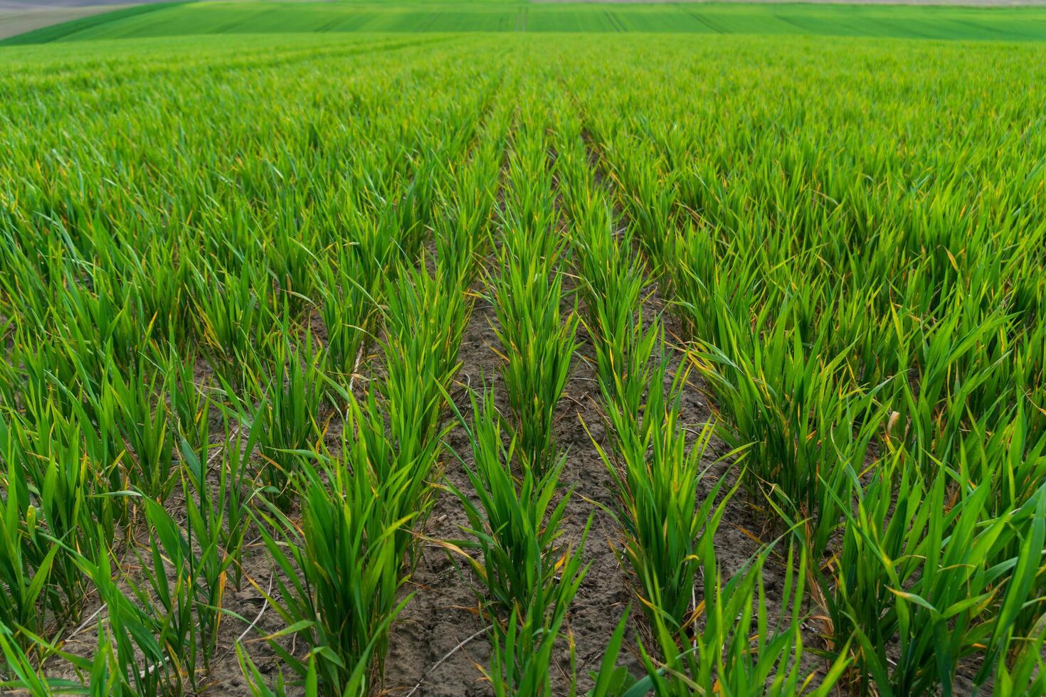 A field of green grass with a road in the background photo