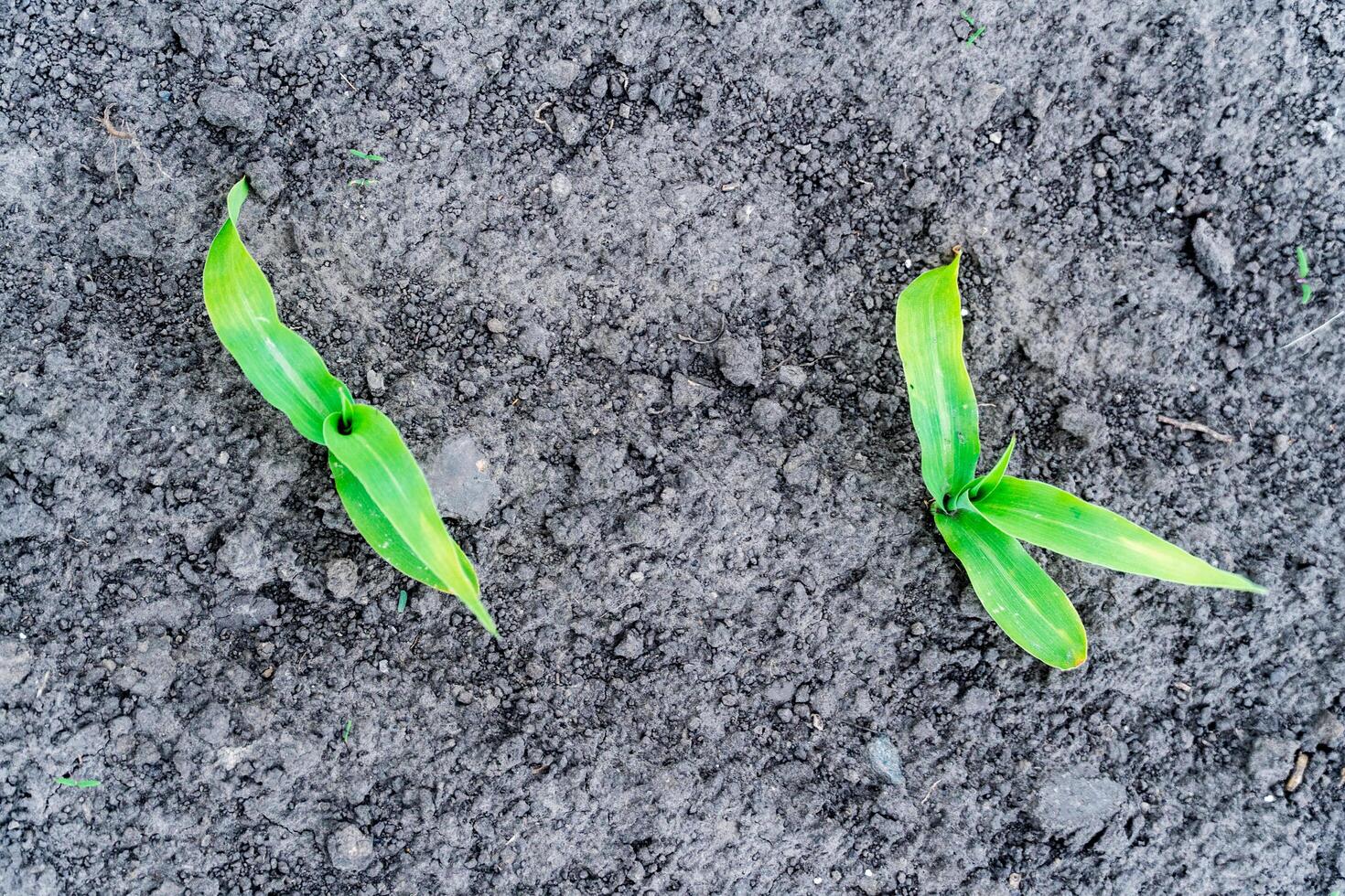 Two young corn plants growing in the dirt photo