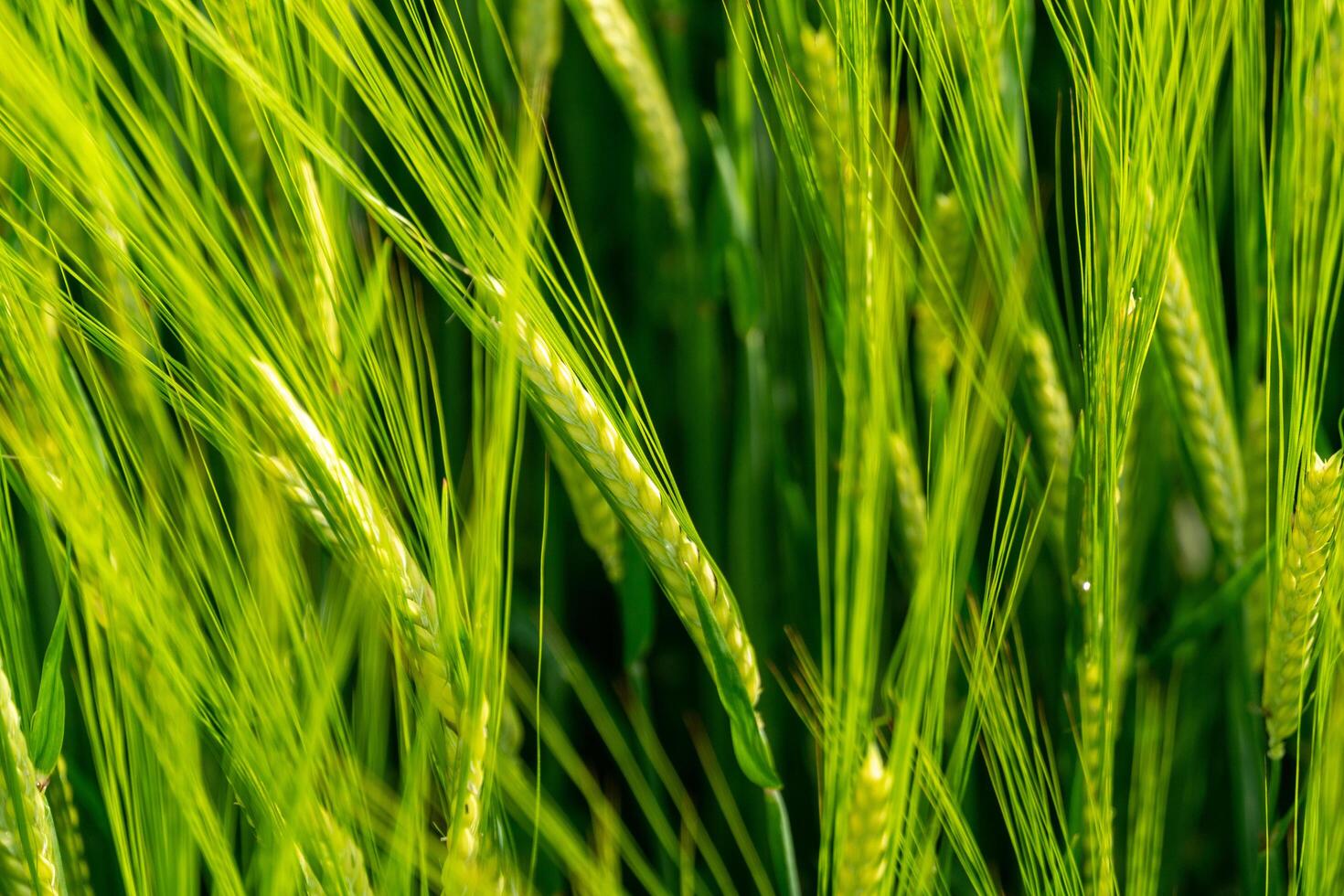 Green wheat field with green grass photo