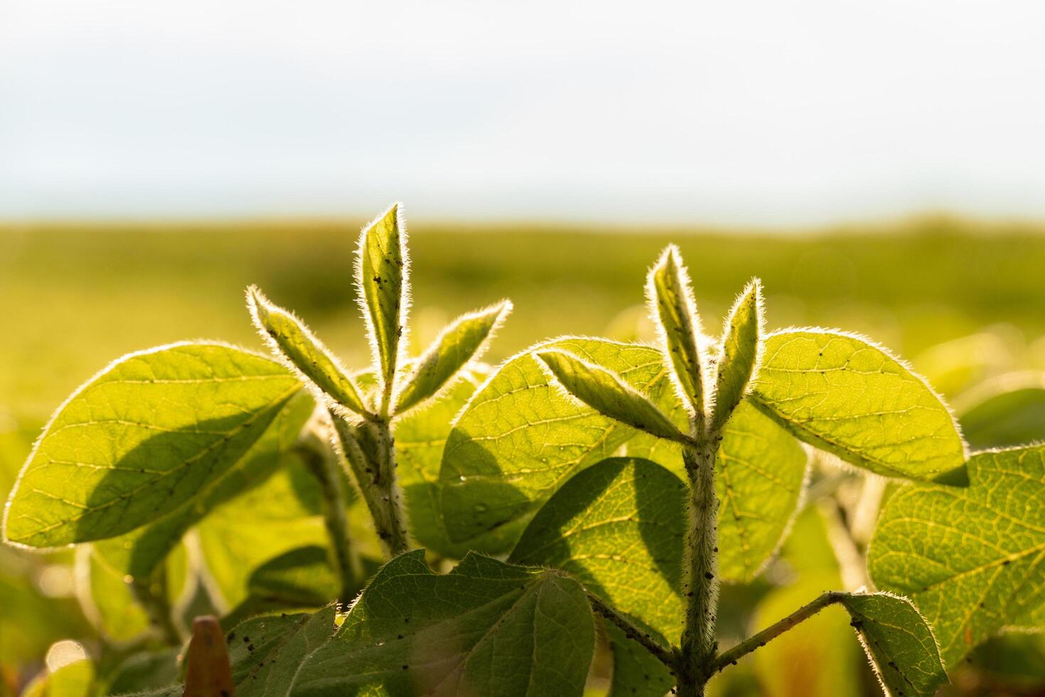 Young soy plants bask in the warm sunlight, showcasing their bright green leaves against a blurry field background, capturing the essence of growth and renewal photo