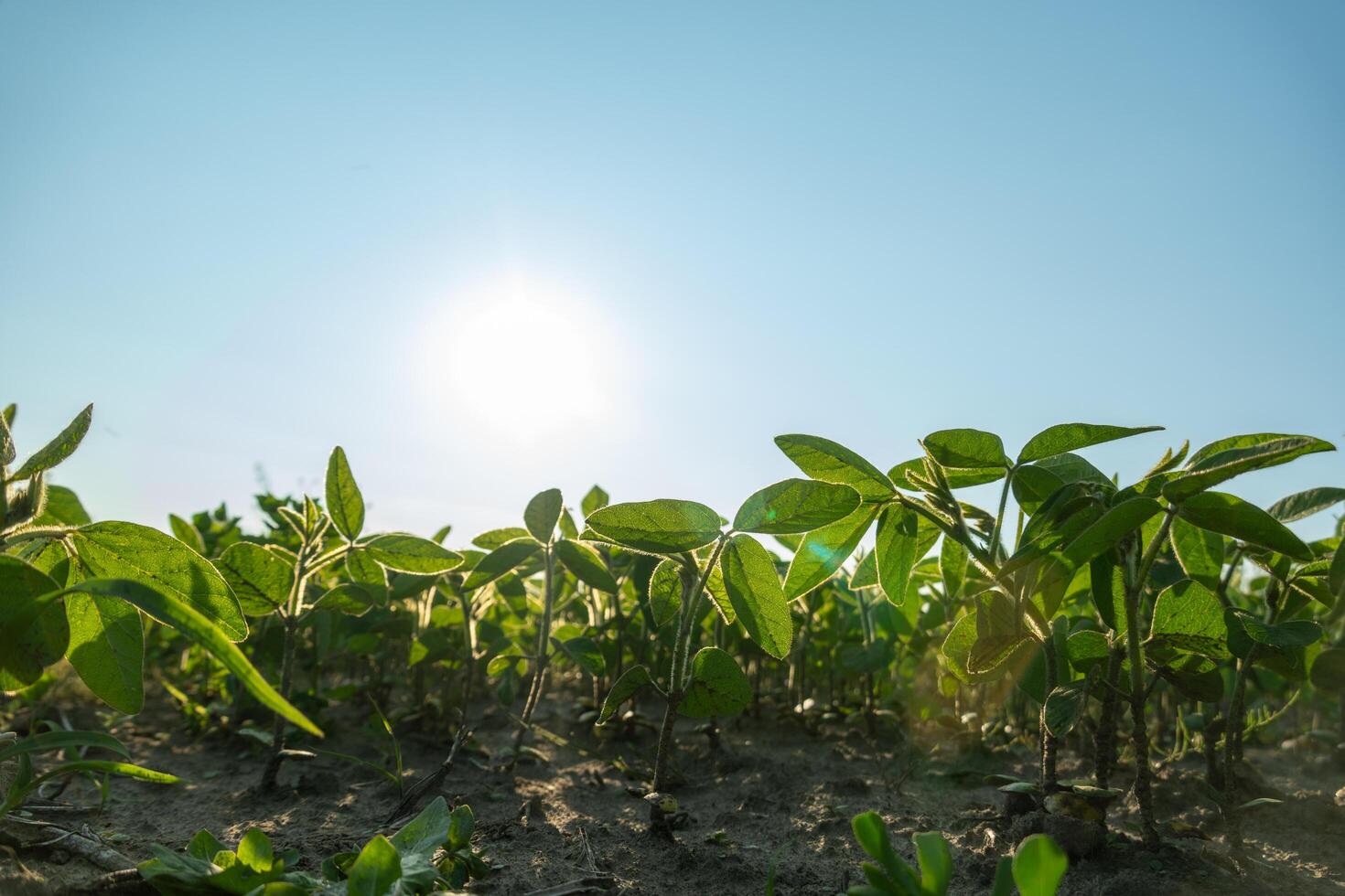Green soybean plants stretch toward the sky in a field illuminated by bright sunlight, showcasing healthy growth and a promising harvest under clear blue skies photo