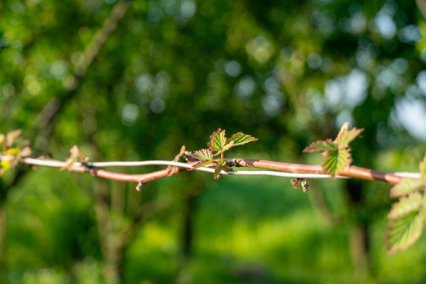 Newly sprouted leaves on a grapevine branch indicate the arrival of spring in a lush vineyard. The greenery surrounds the vine, creating a peaceful atmosphere photo