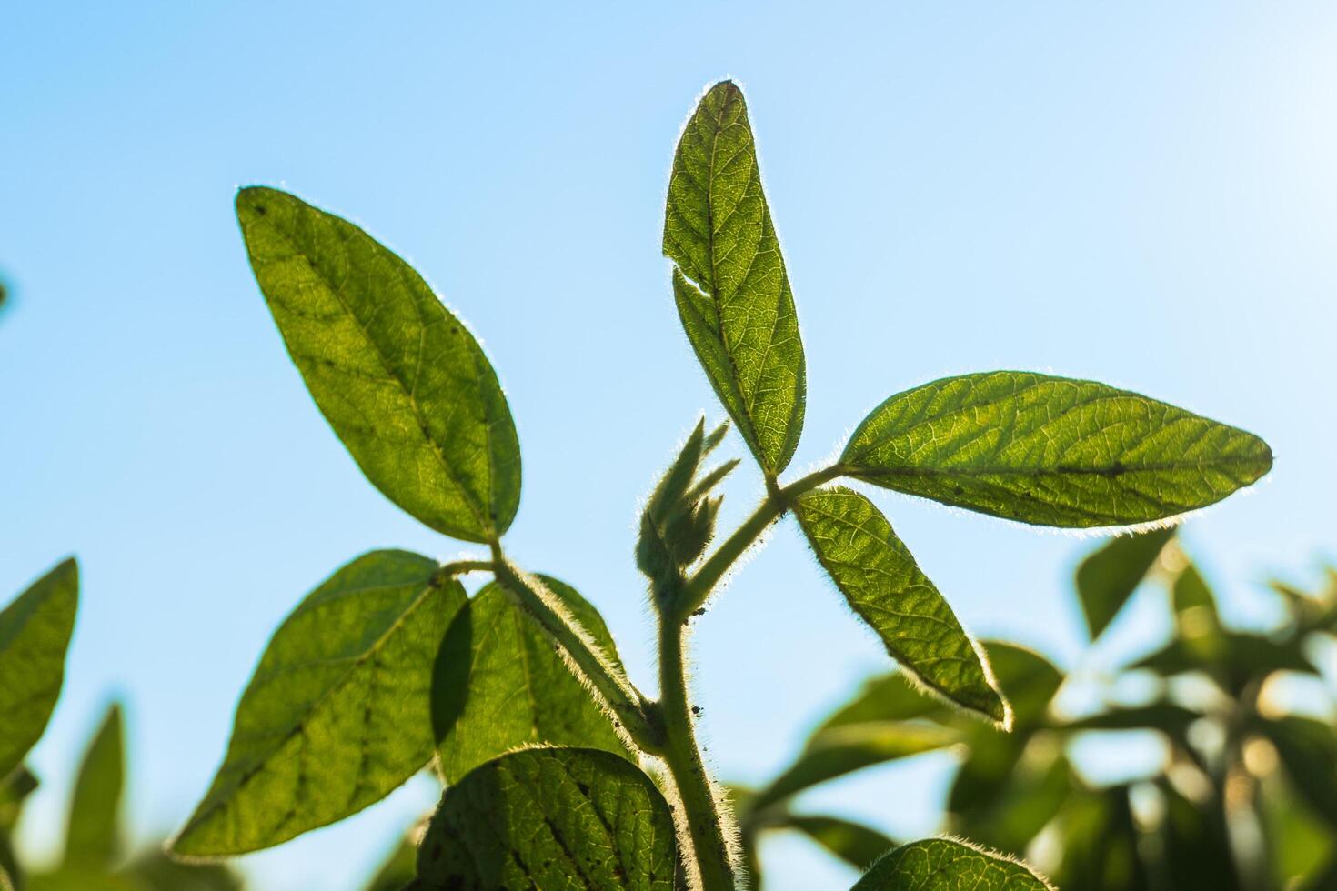 Bright green soybean leaves stretch towards the sky, illuminated by sunlight in a lush agricultural field. The scene captures the essence of summer growth and vitality photo