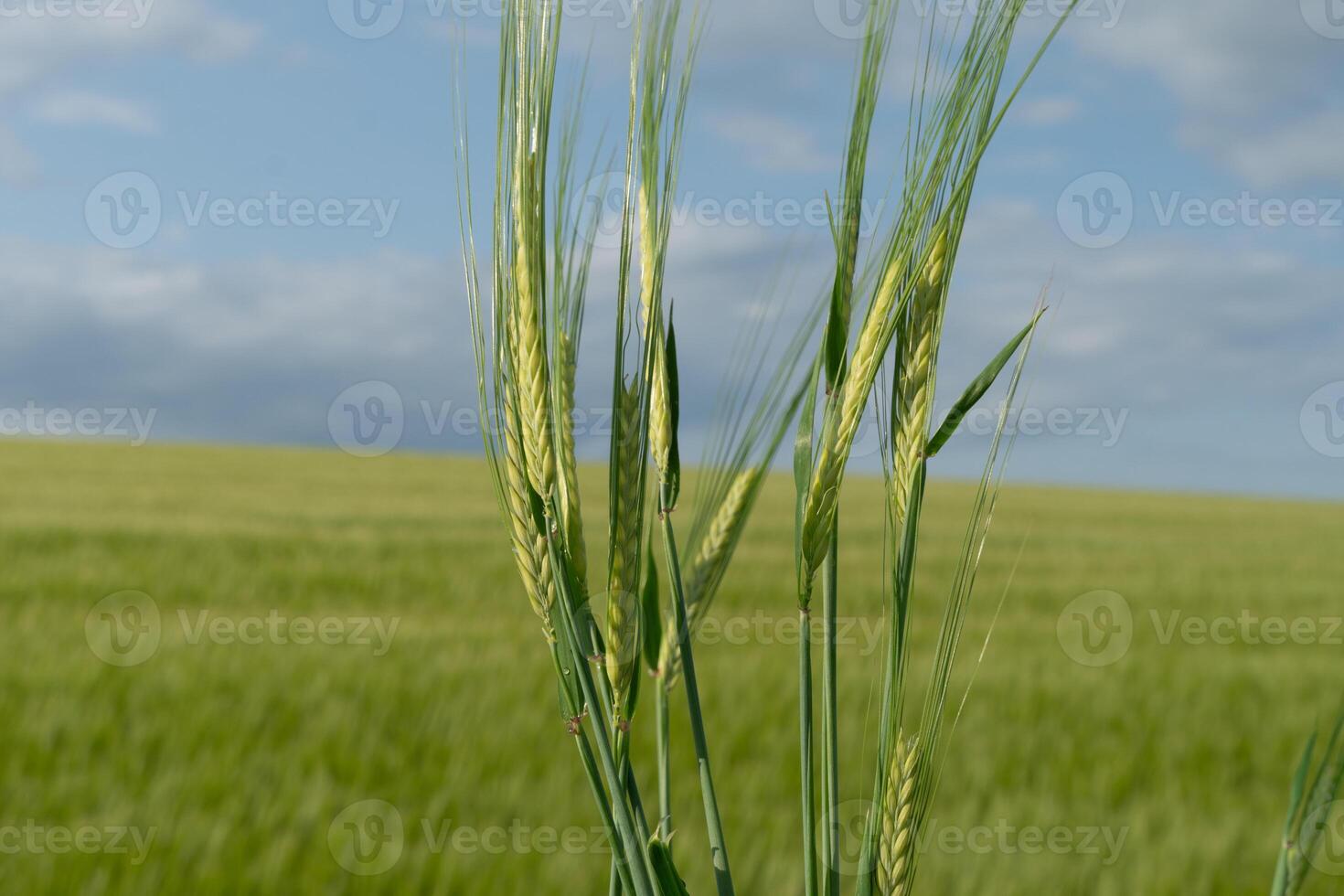 Tall wheat plants stand vibrant and green in a vast field, showcasing their grains as the sun casts a warm light in the late afternoon hours photo