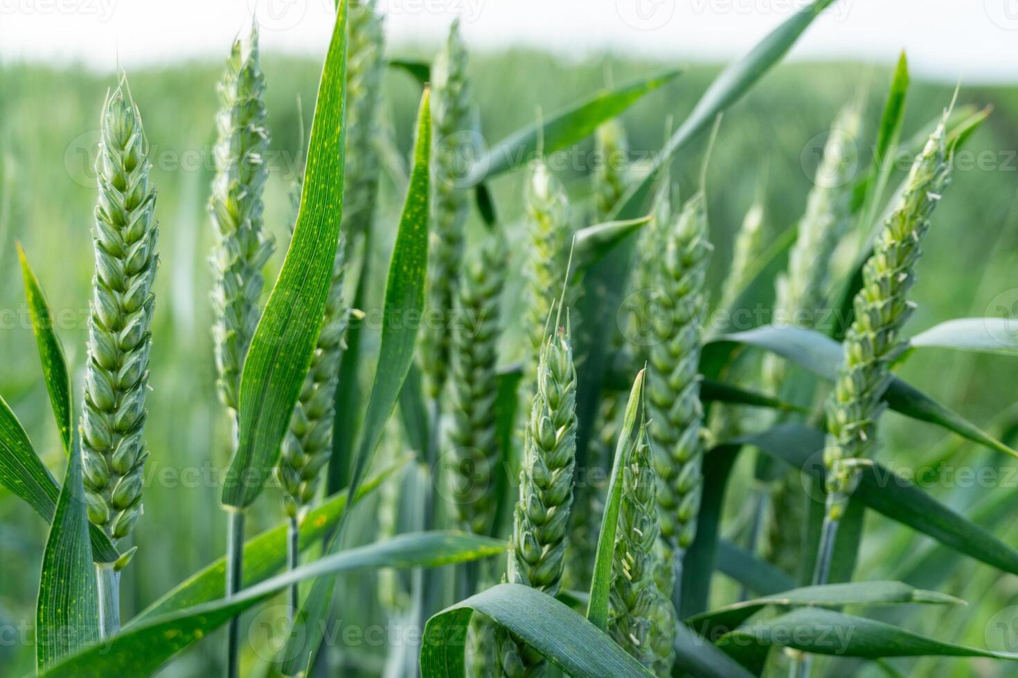 Green wheat plants stand tall in a vibrant field, showcasing clusters of grain ready for harvest under a bright blue sky, creating a peaceful agricultural landscape photo