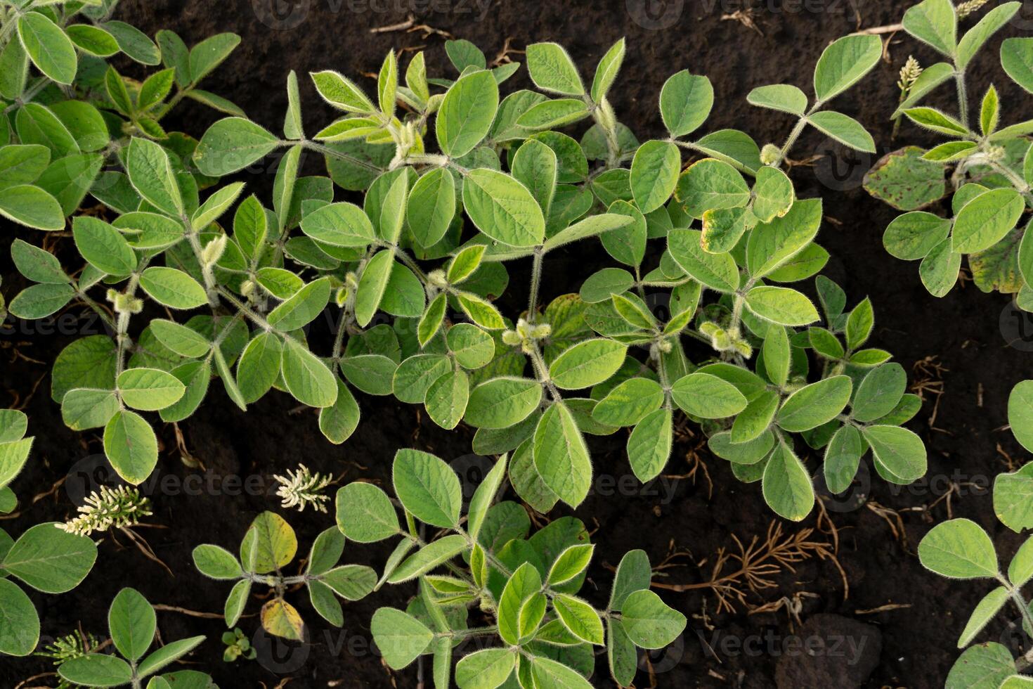 Young soybean plants with vibrant green leaves thrive in rich, dark soil under warm sunlight. This lush growth indicates a healthy crop in the early stages of development photo
