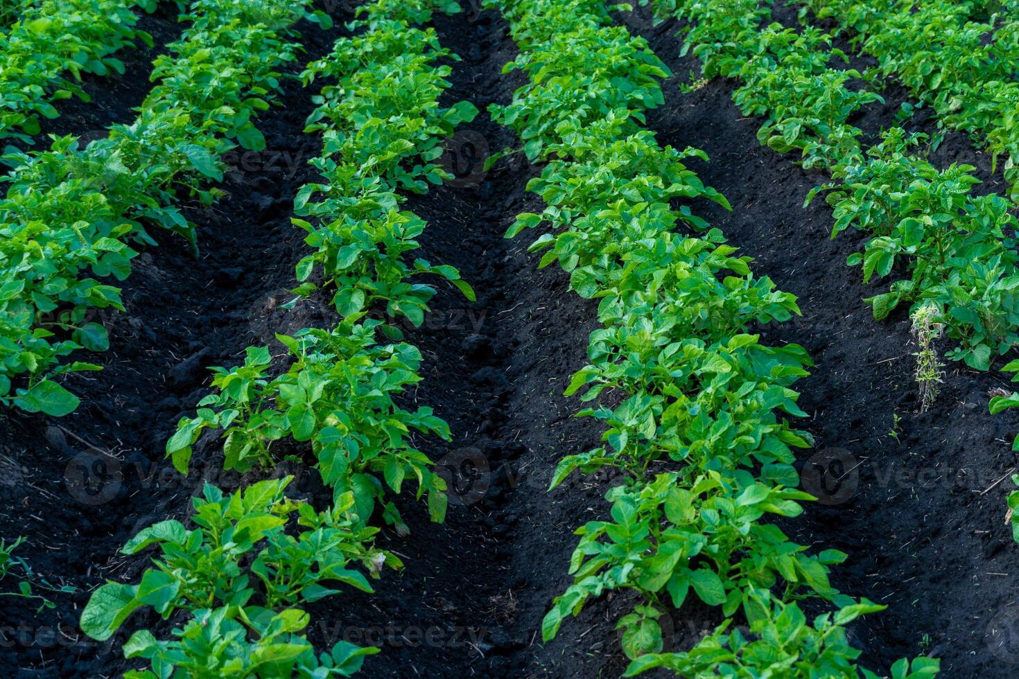 Rows of healthy potato plants thrive in dark, rich soil under clear blue skies, showcasing a successful farming effort during a sunny day photo
