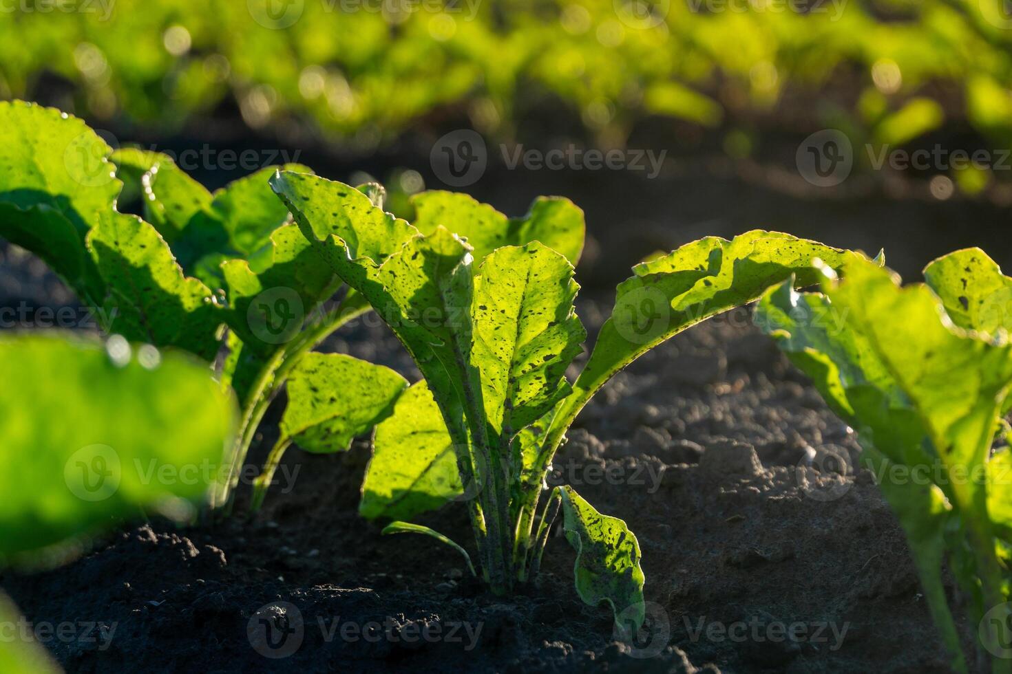 In a farm field, vibrant green leaves of vegetables rise from dark, moist soil. Sunlight filters through, highlighting their healthy growth in the early morning photo