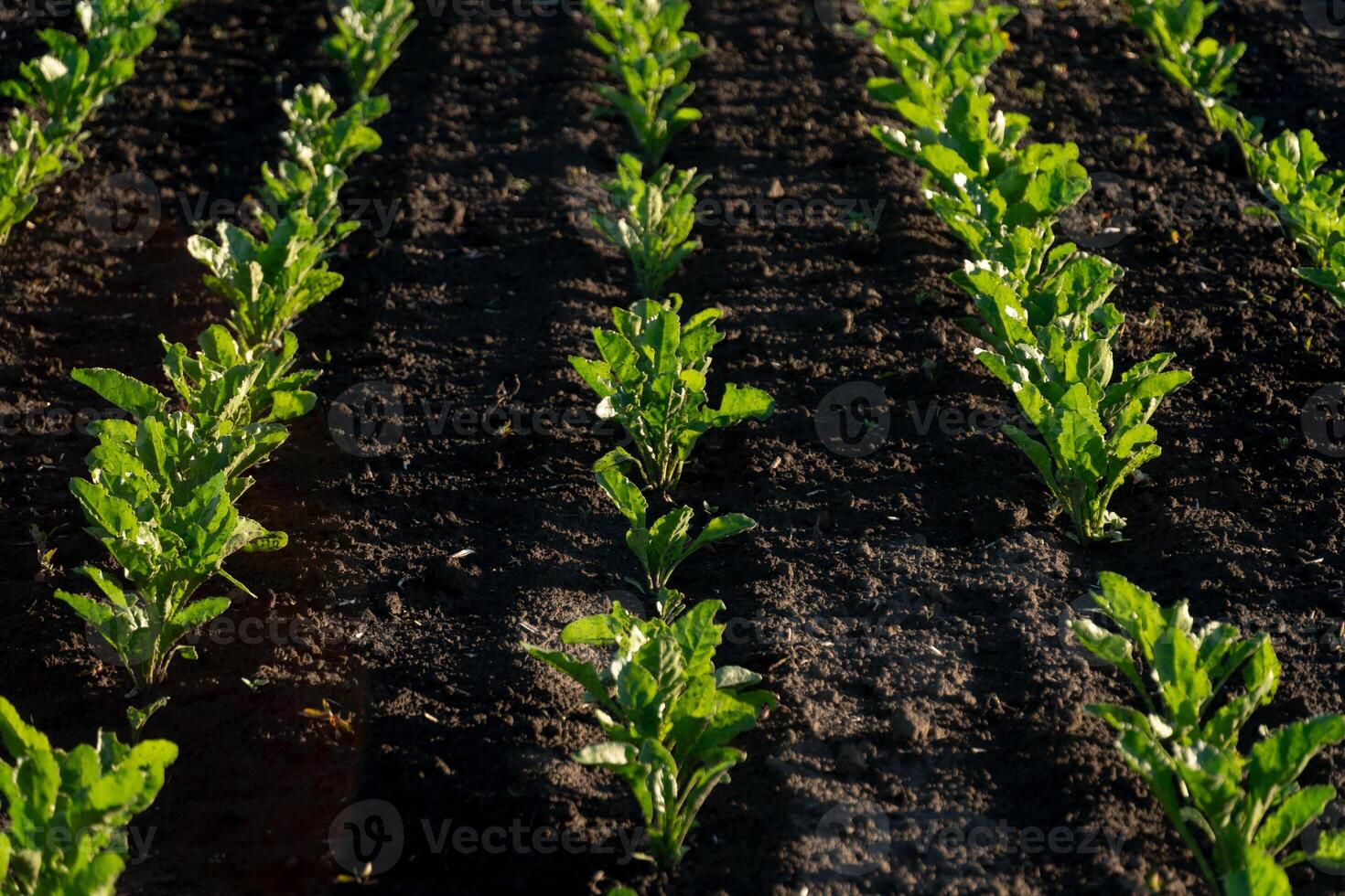 Neatly arranged rows of green plants thrive in dark soil under clear blue skies, showcasing healthy growth and agricultural success in a field setting photo