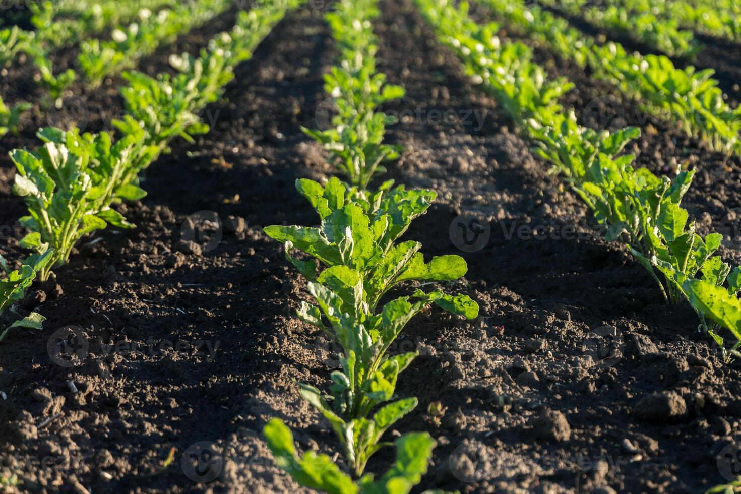 Rows of vibrant green plants thrive in rich soil on a farm during early morning. The sun illuminates the landscape, showcasing healthy vegetation in an agricultural setting photo