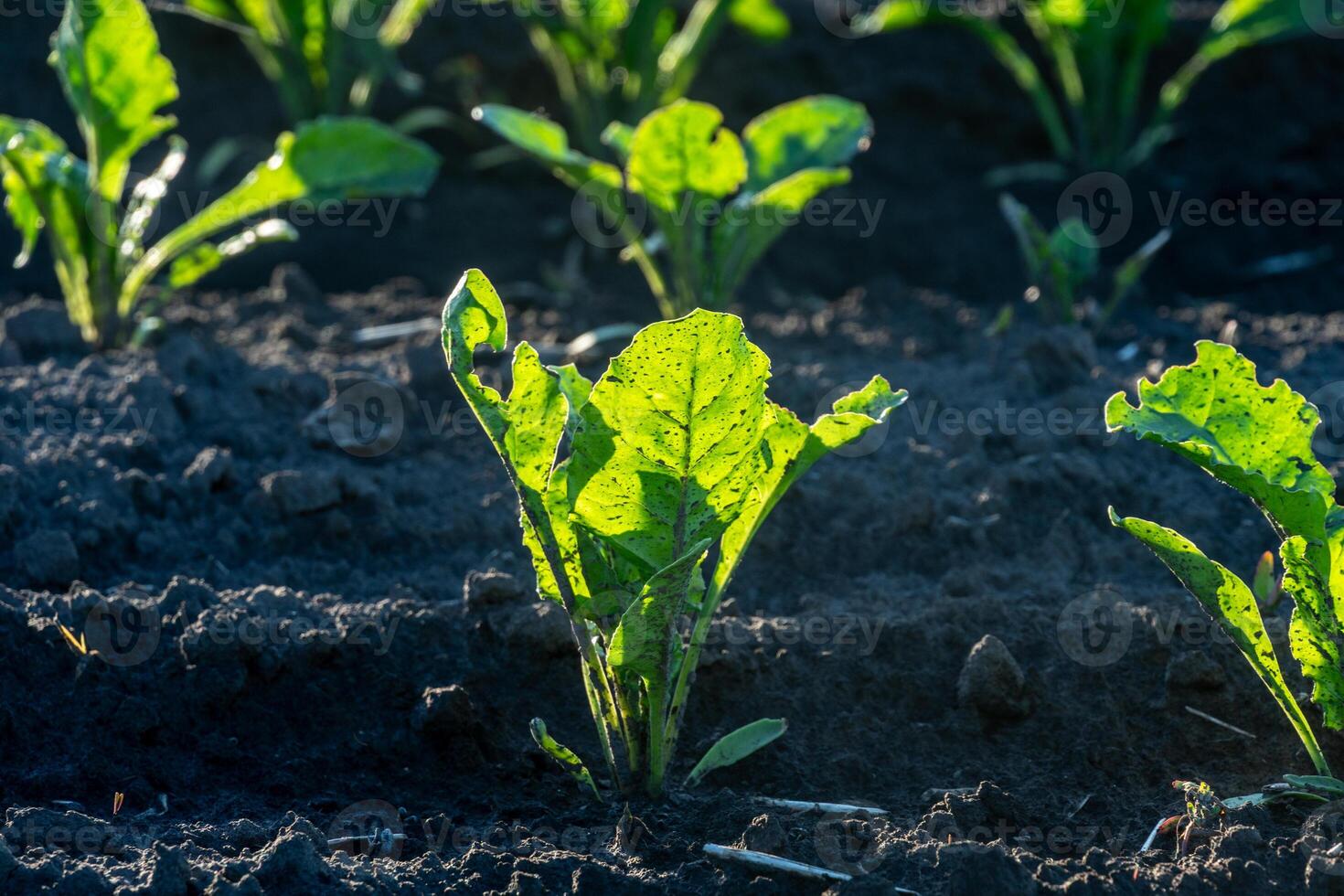 Lettuce plants thrive under the warm morning light in a garden, displaying their vibrant green leaves amidst rich dark soil and natural growth photo