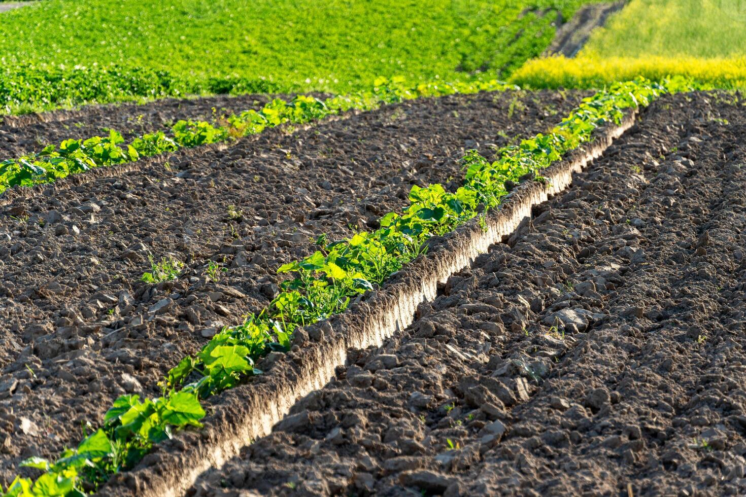 Vibrant green pumpkin and watermelon sprouts push through the rich brown soil in organized rows. The field is alive with growth and sun-kissed energy during the growing season photo