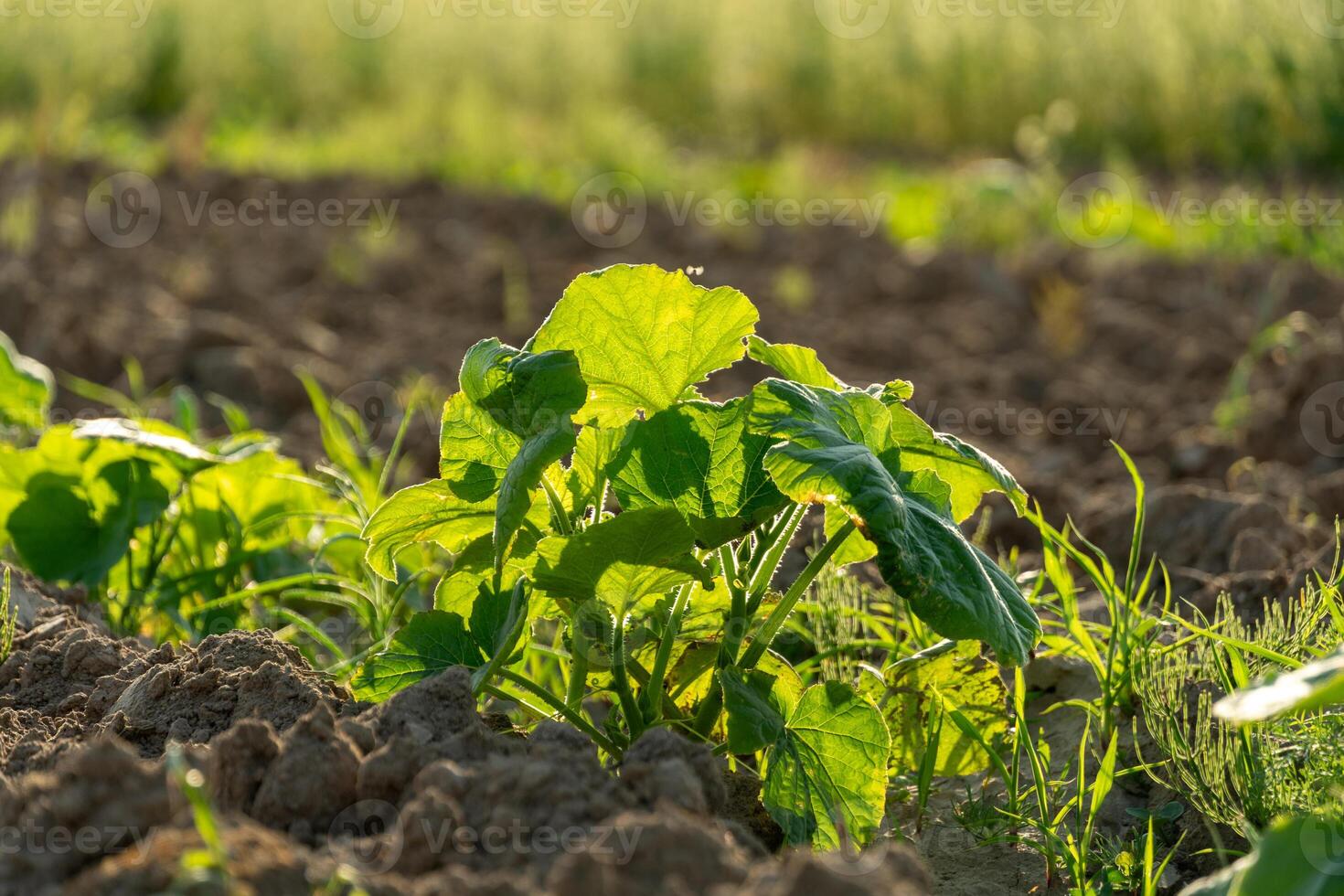 Bright green pumpkin and watermelon sprouts emerge from rich, dark soil under warm sunlight, showcasing vibrant growth in a lush agricultural field photo