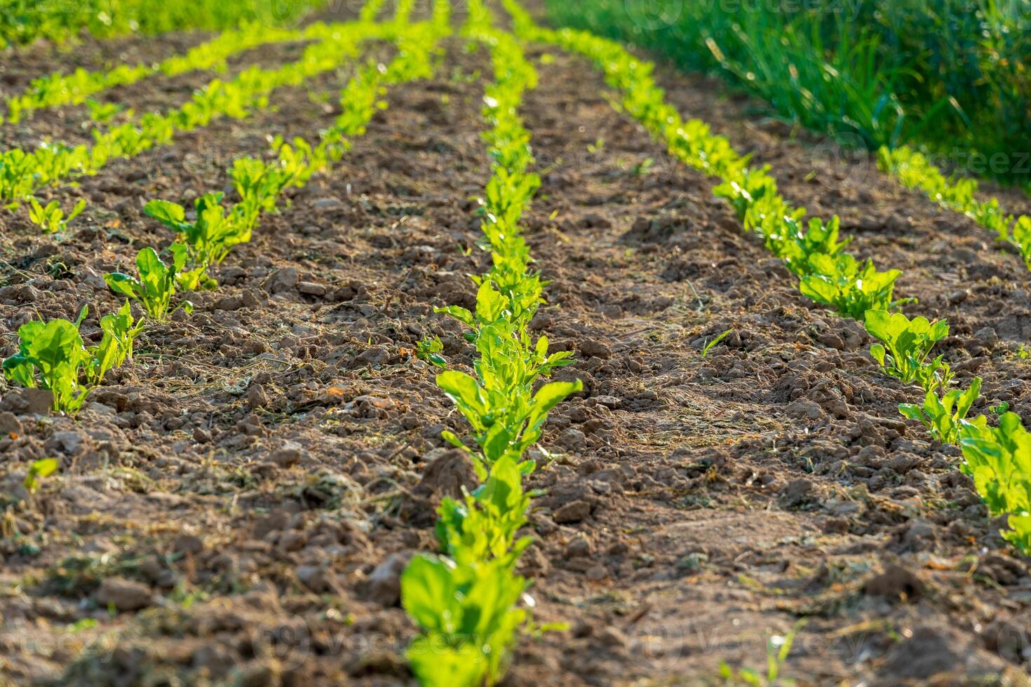 Cabbage sprouts are thriving in neat rows on a fertile farm field. The sun illuminates the green leaves, showcasing a healthy crop under clear skies photo