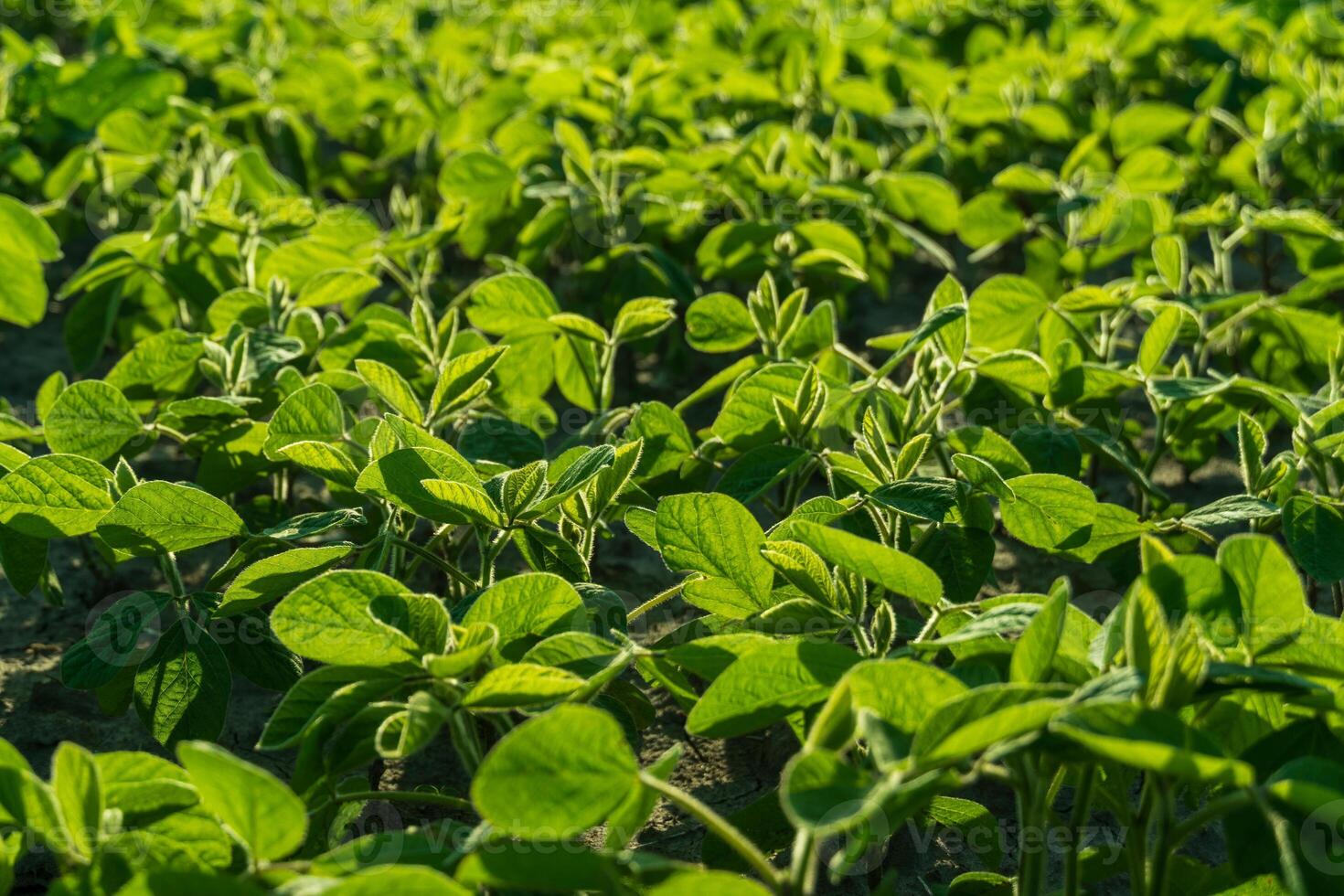Lush green soybean plants stretch across a fertile field, soaking up sunlight on a warm day, showcasing their healthy growth and vibrant leaves photo