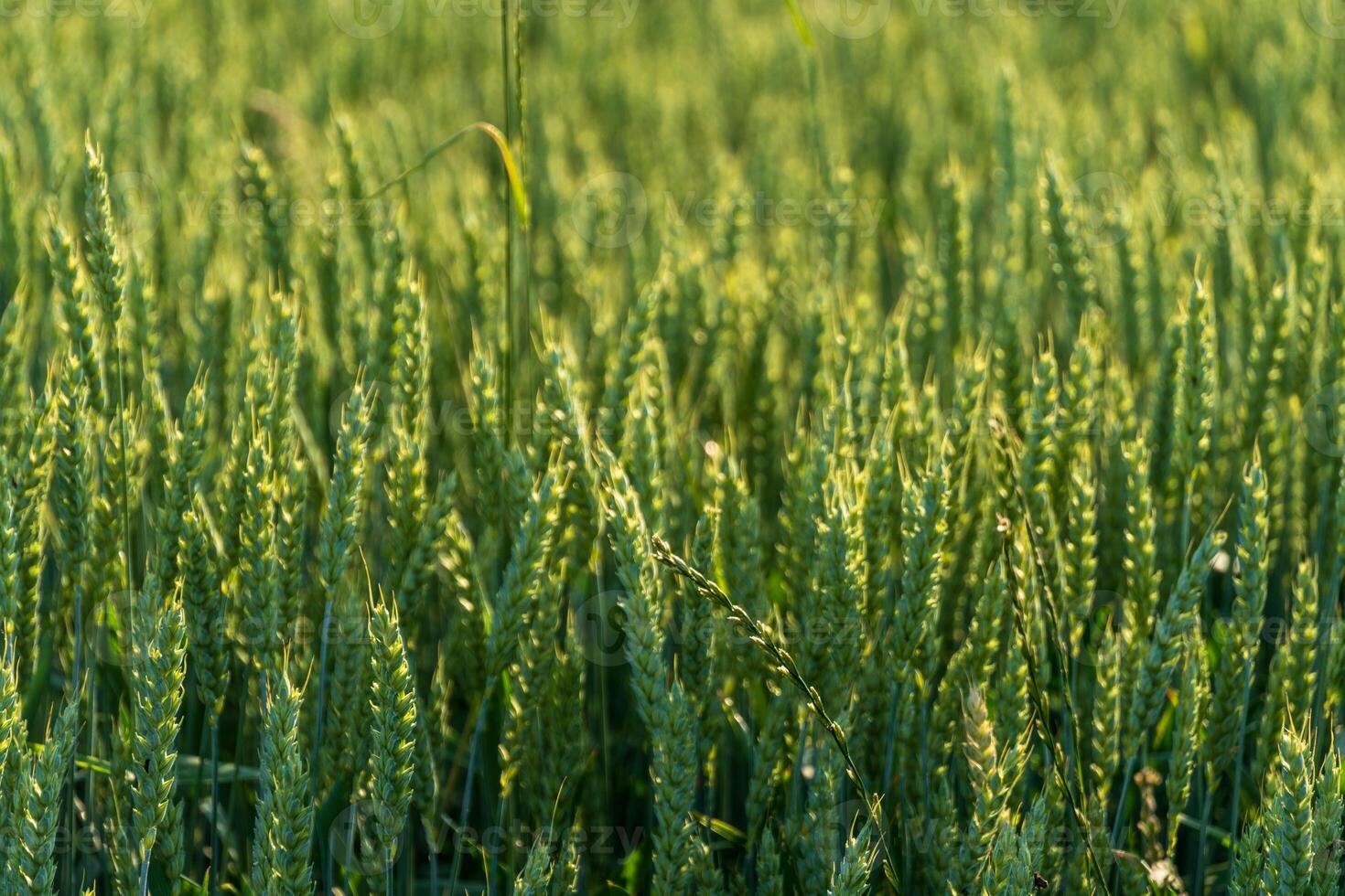 Lush green wheat stalks stretch towards the warm sunlight in an expansive field during an early summer day, showcasing nature's abundance and tranquility photo