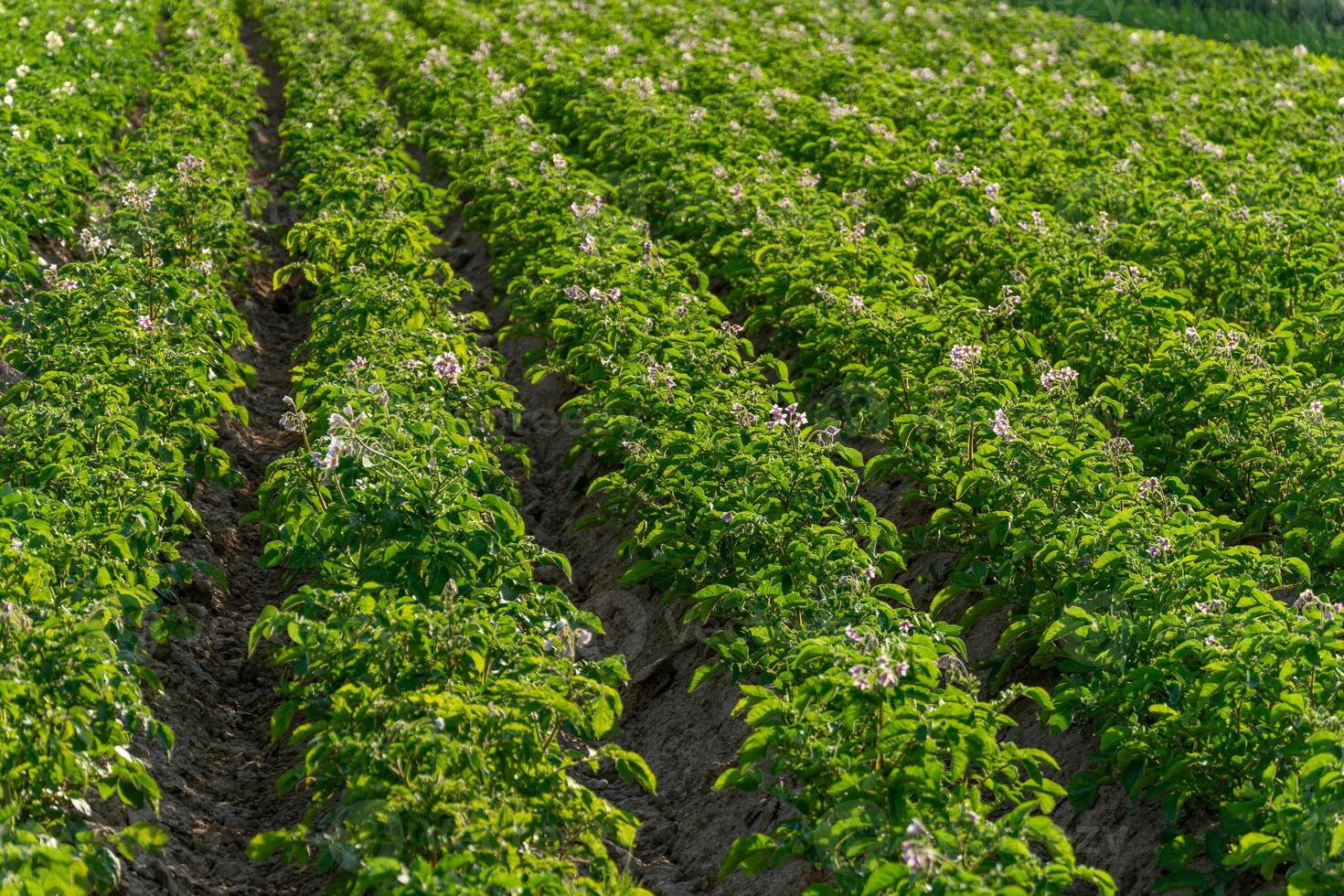 Rows of healthy potato plants flourish in a verdant field under bright sunlight. Flowers bloom, showcasing the plants' growth in early summer photo