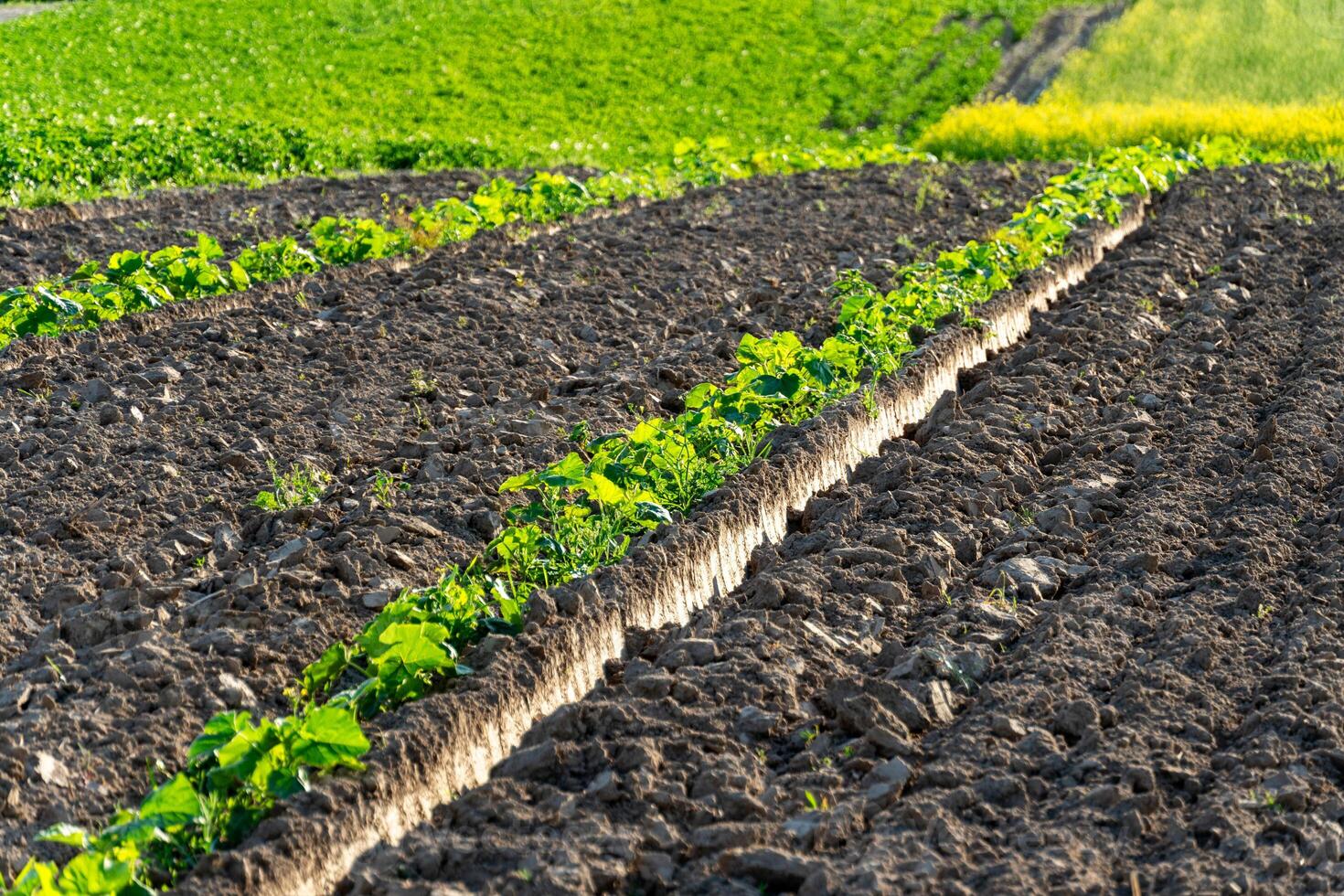 Pumpkin and watermelon sprouts emerge in neat rows from the dark, freshly turned soil, basking in sunlight on a lush agricultural field in spring photo