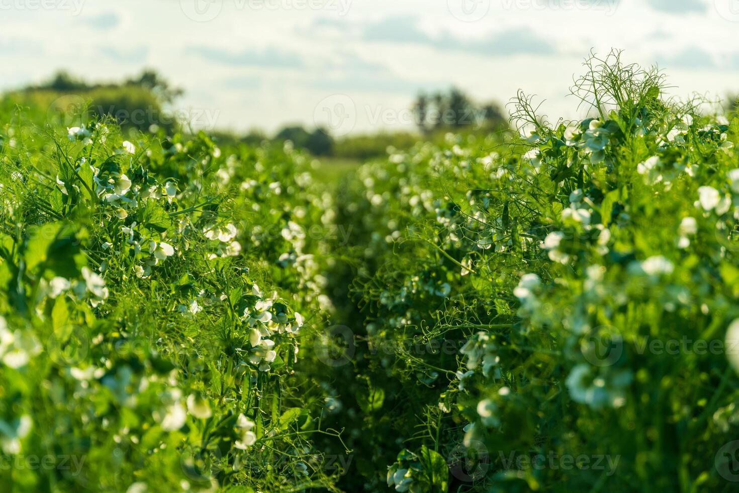 A field of green and white flowers photo