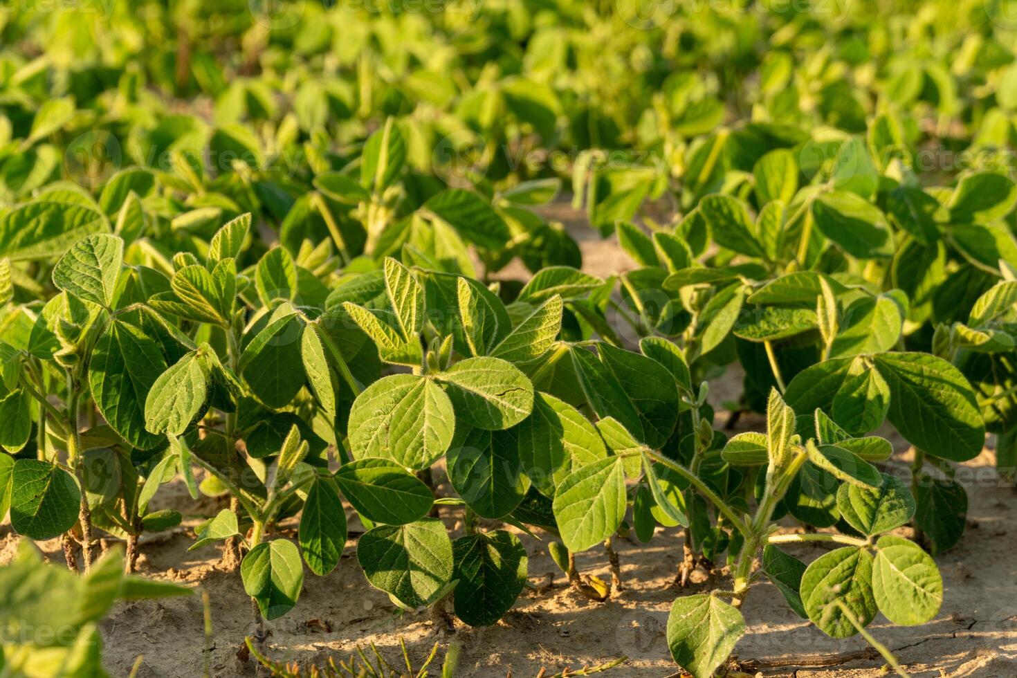 Green soybean plants fill the field, thriving in warm sunlight. This lush crop exhibits healthy growth, showcasing vibrant foliage and rich soil conditions photo