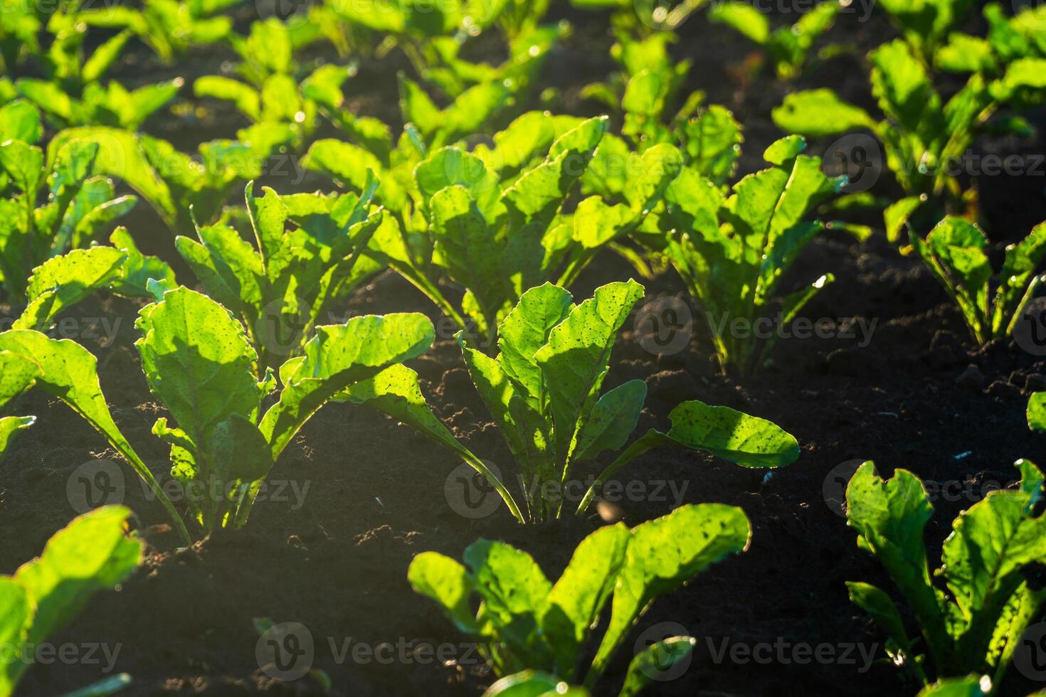 Beet plants are growing in a field. The leafy green tops of the beet plants are illuminated by sunlight in rows of rich, dark soil photo