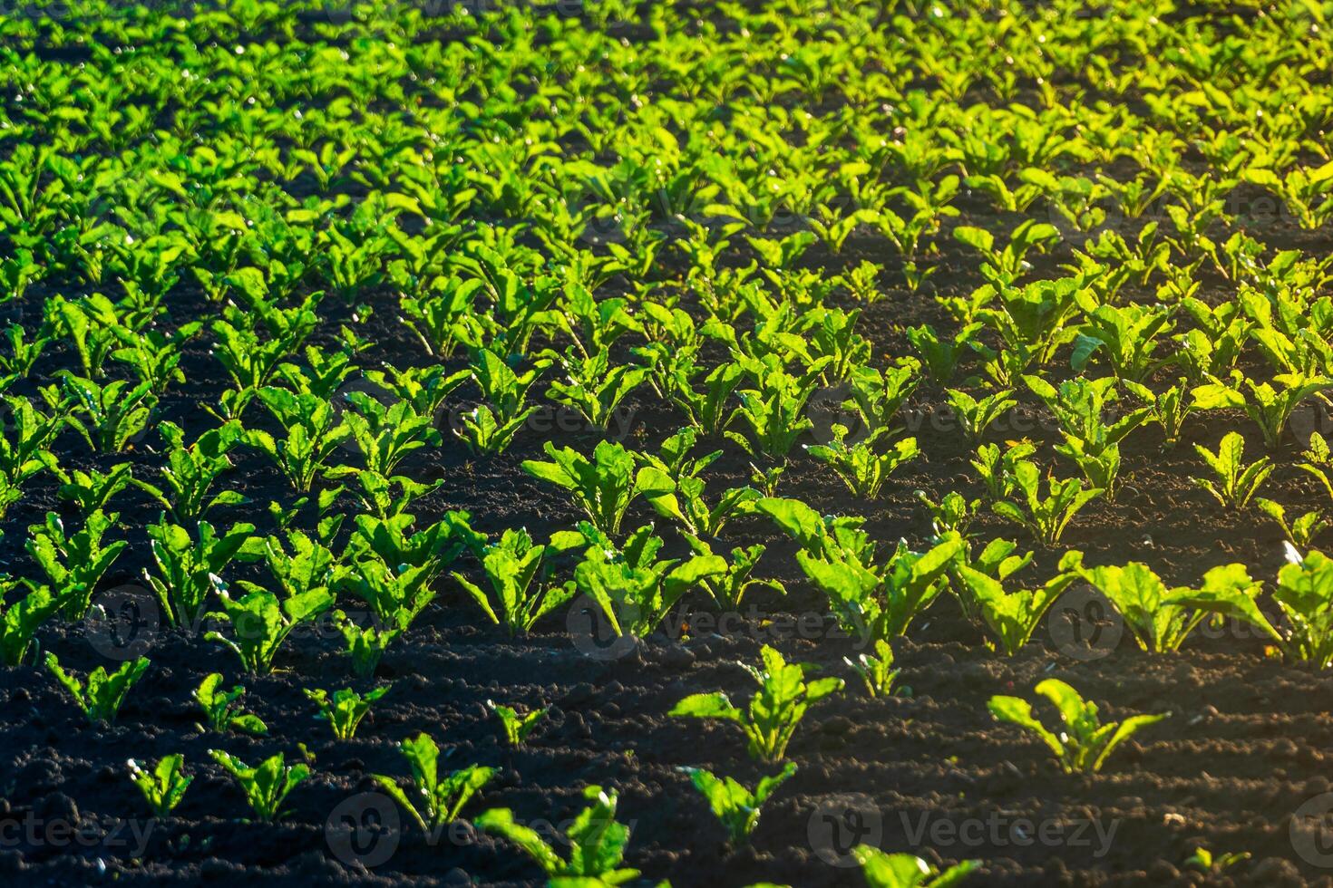 Green beet plants grow in rows on farmland. The black soil contrasts with the vibrant green leaves as the sunlight illuminates the agricultural landscape photo