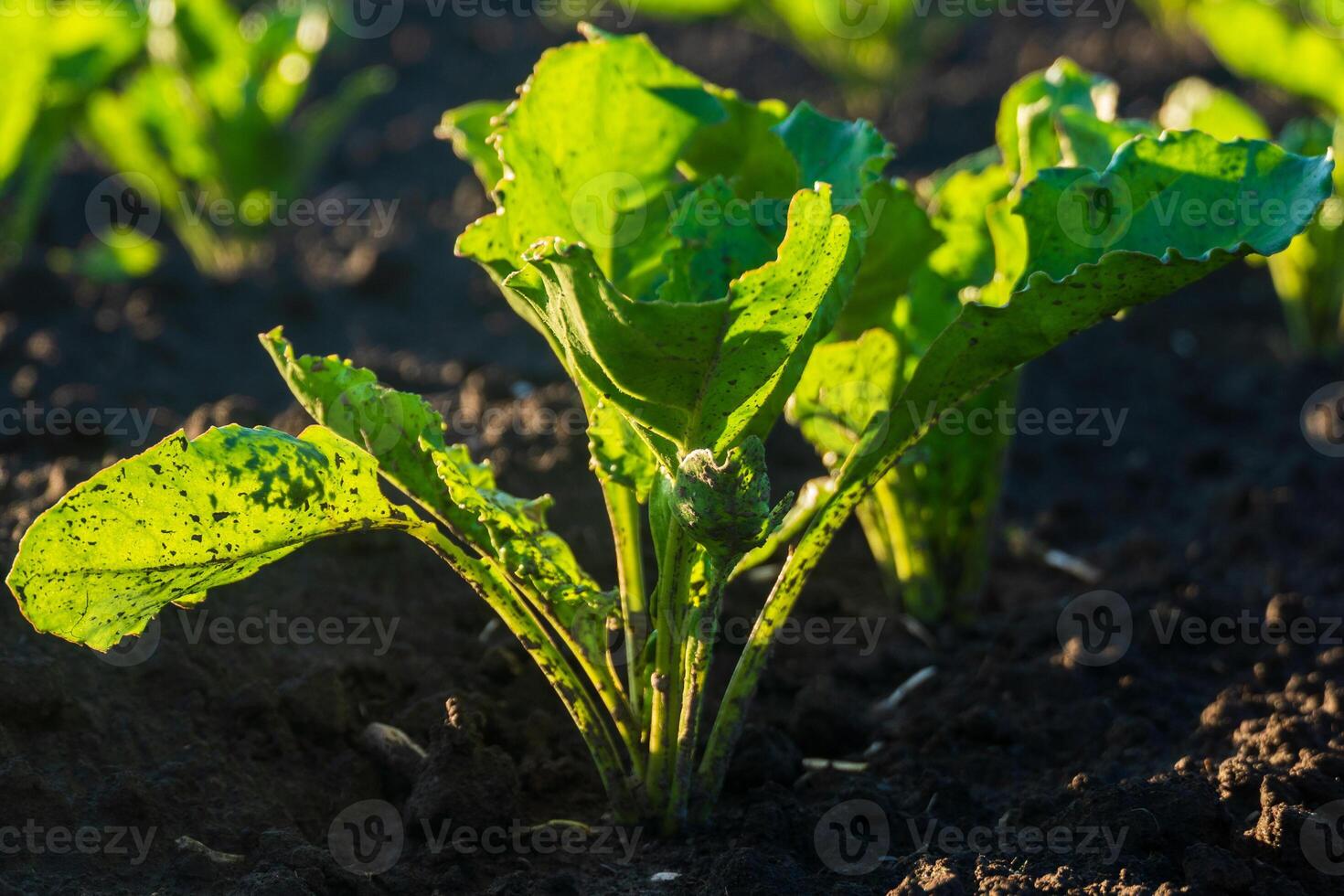 A young beet plant thrives in rich, dark soil. The Summer sun bathes the vibrant green leaves with light, emphasizing their texture and form photo
