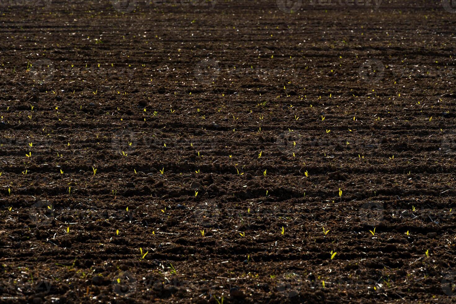 A vast plowed field in Iowa shows the very first sprouts of corn emerging from the dark soil, bathed in bright early morning sunlight photo