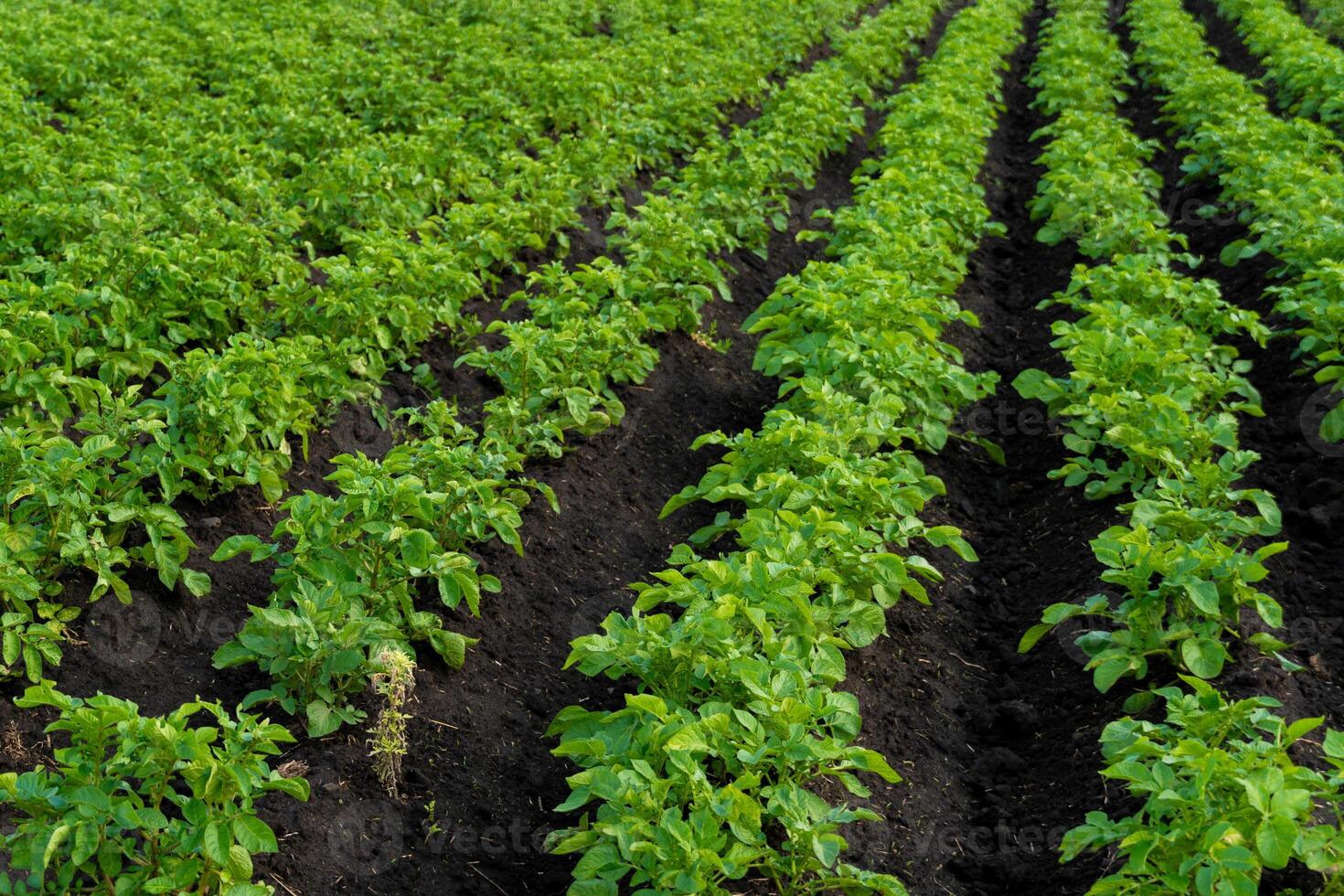 Rows of potato plants thrive in the dark soil of a rural field on a sunny day. The green plants stretch into the distance, showing agricultural success photo