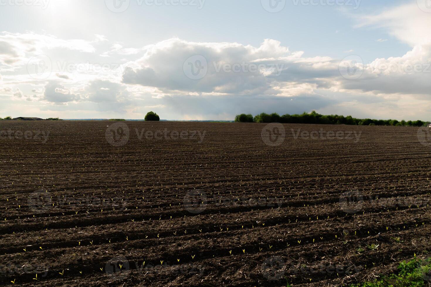 A recently planted field of young corn seedlings grows in rows under a partly cloudy sky. Trees line the distant horizon in this rural agricultural landscape photo