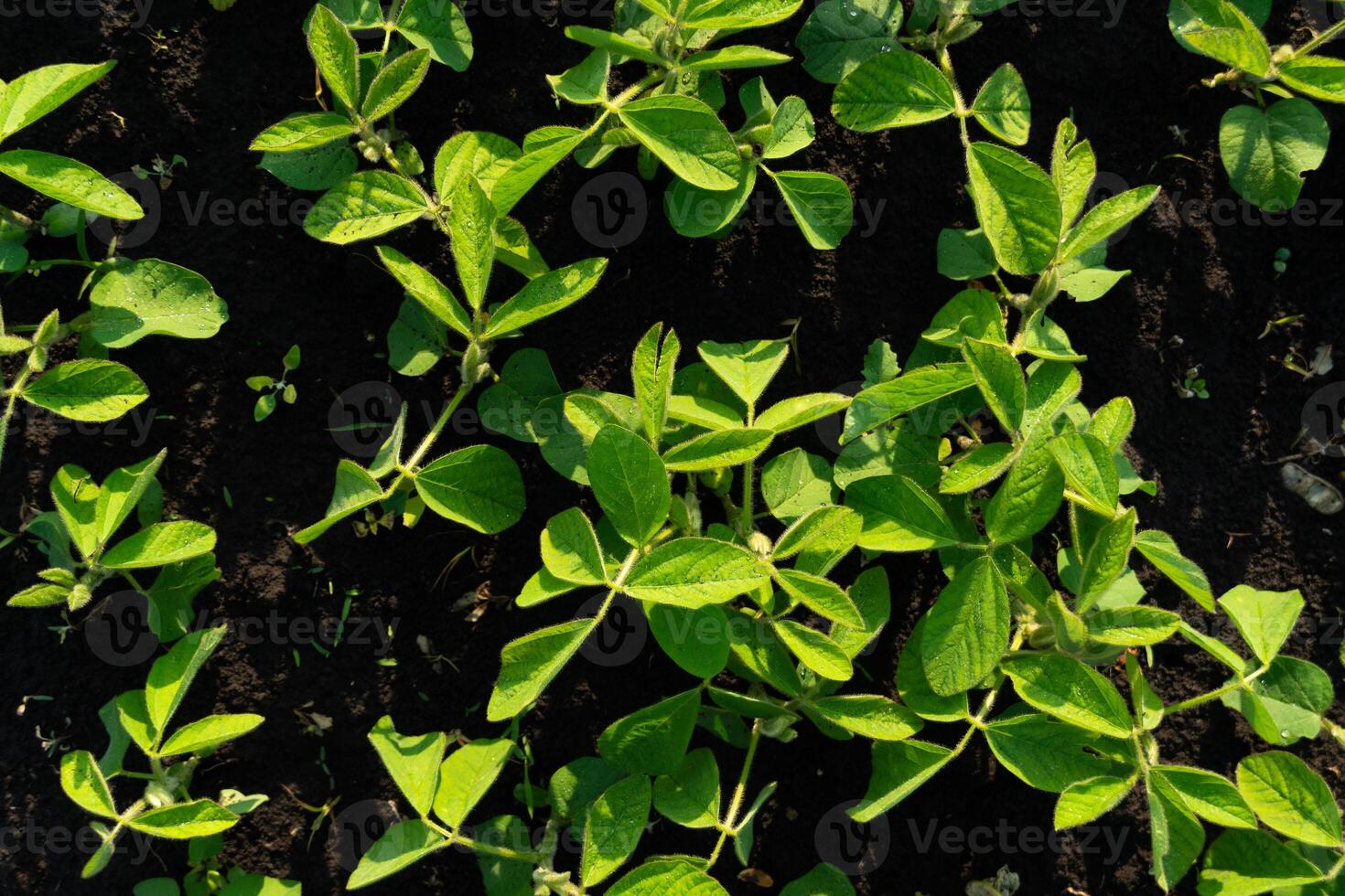 A top-down perspective shows young soy plants with vibrant green leaves emerging from rich, dark soil in an agricultural field on a farm during daylight hours photo