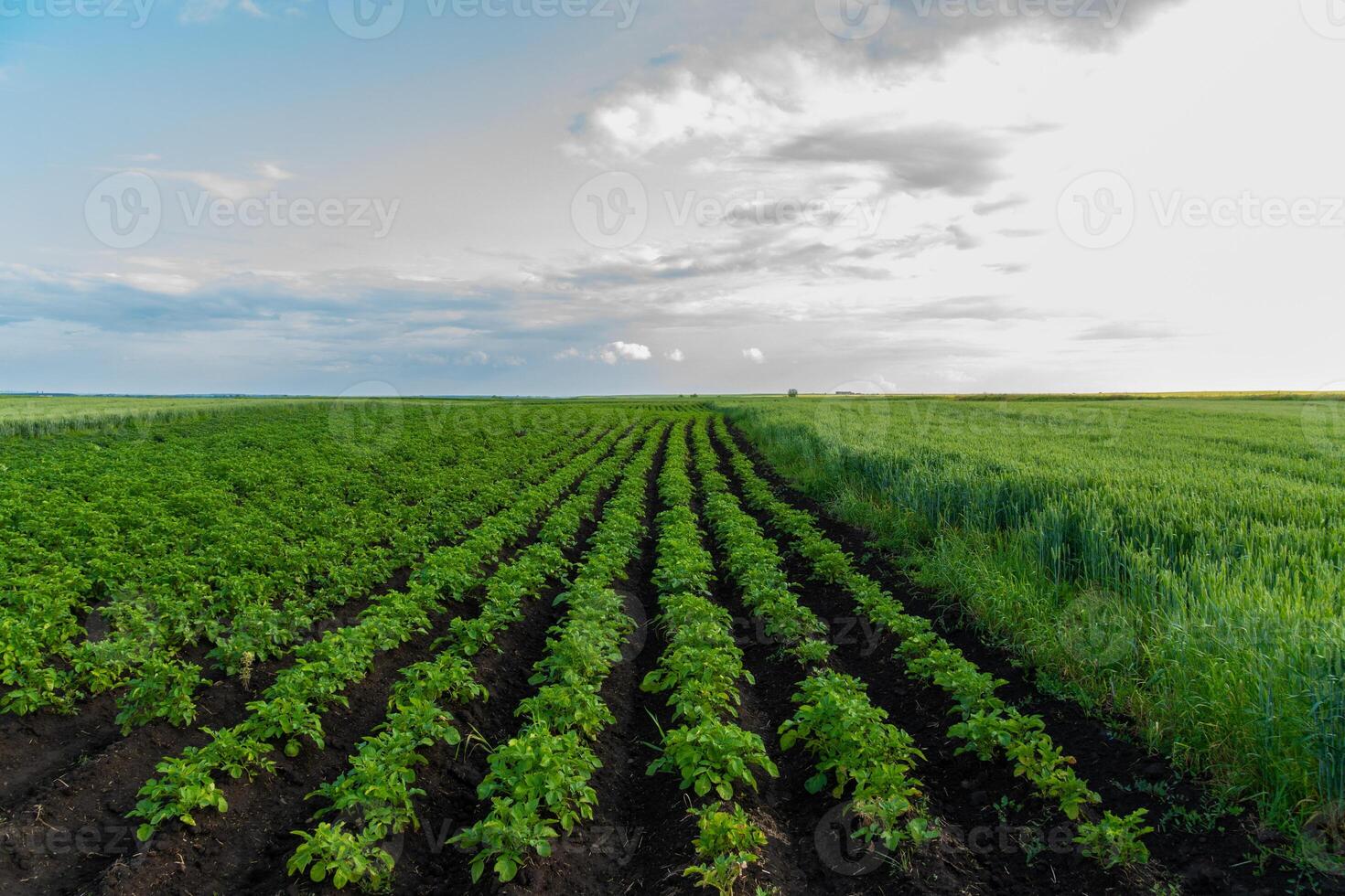 A large field shows potato plants in orderly rows. The plants are green and healthy. Beyond the potato field is a field of wheat or another grain crop photo