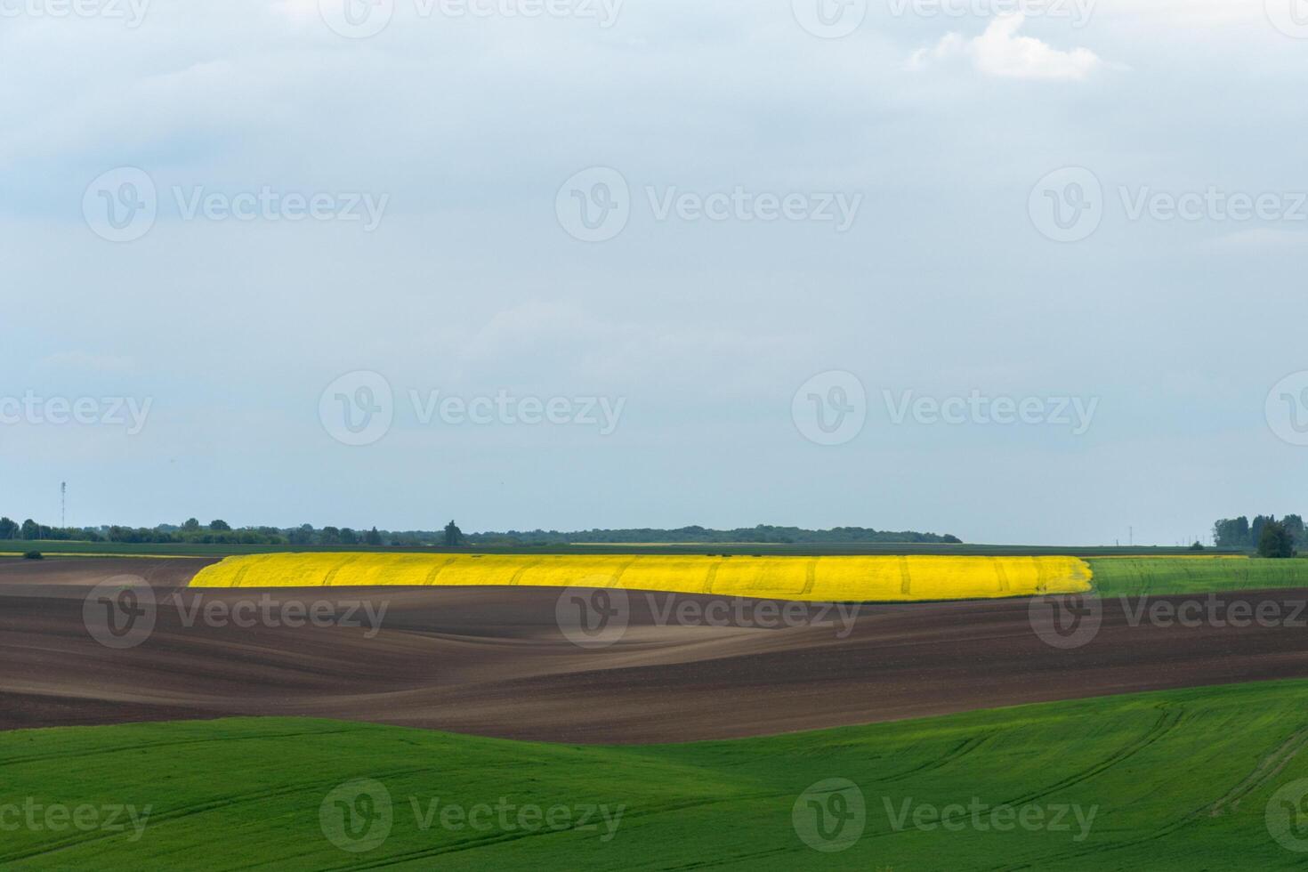 Rolling Hills of Cultivated Land with Yellow Rapeseed Fields in Springtime photo