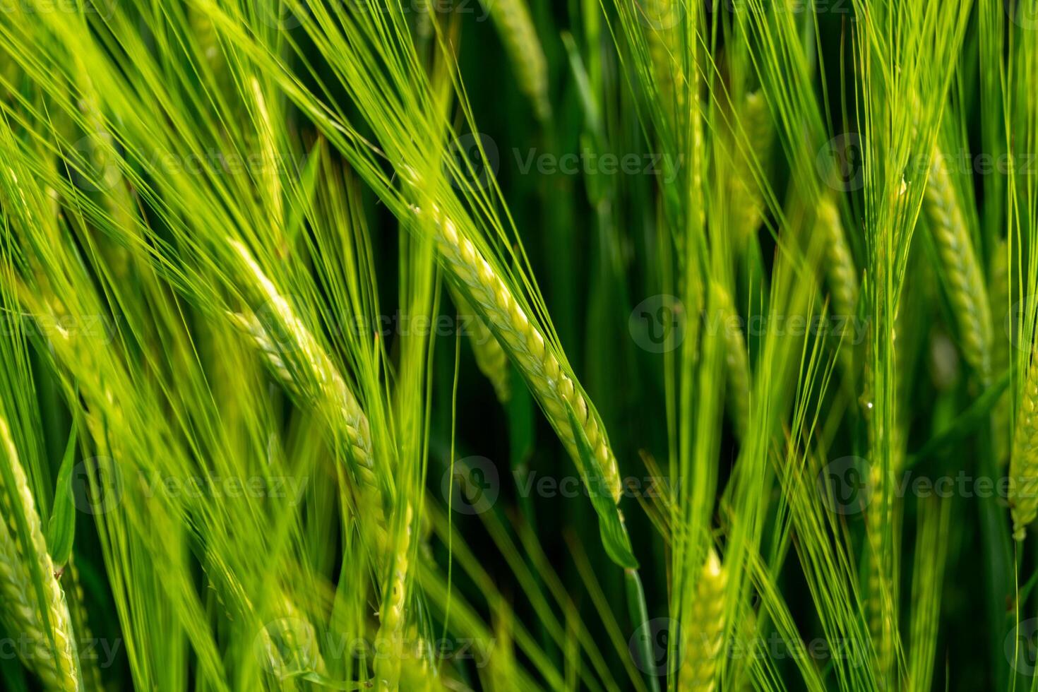 A close up of a green field of wheat photo