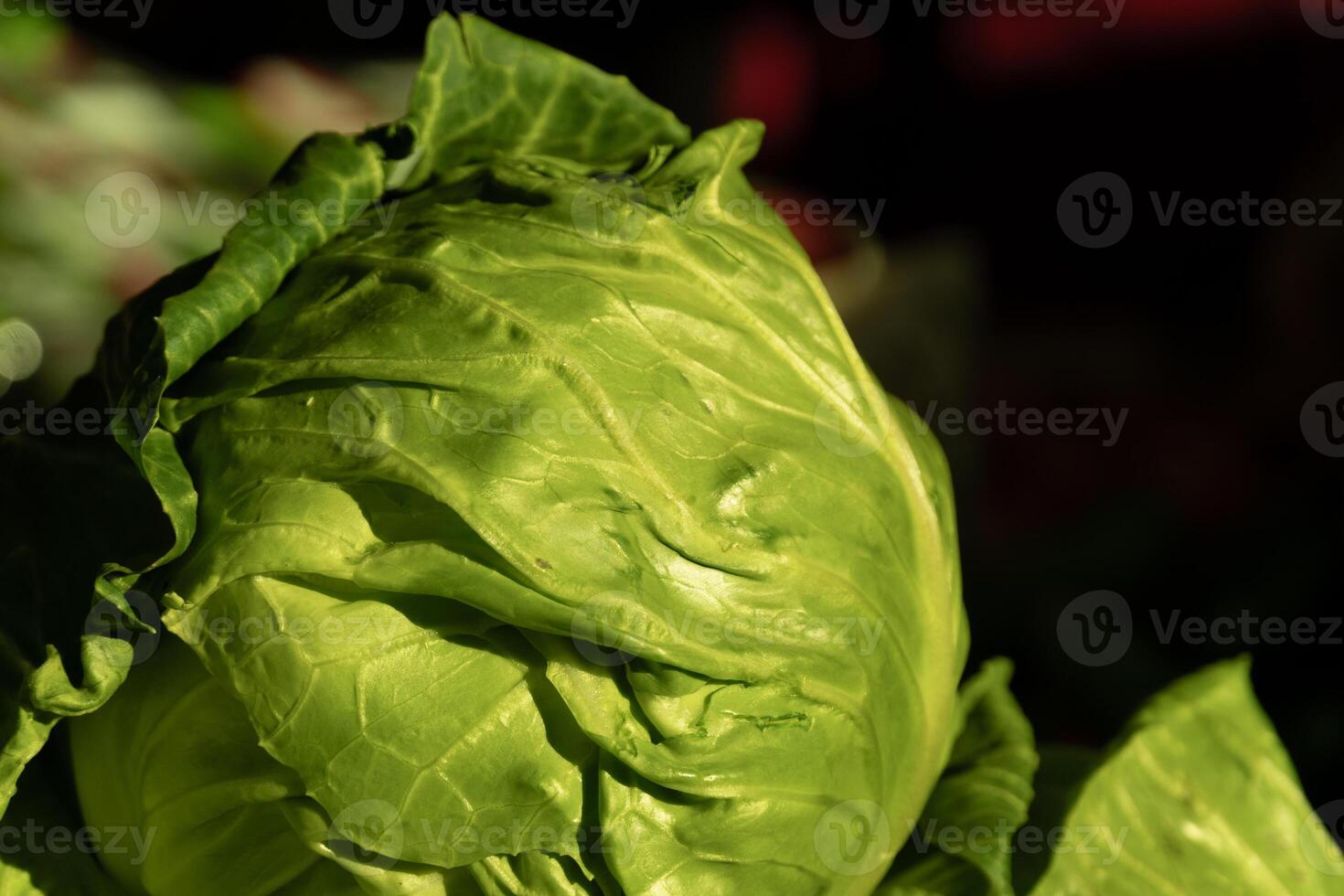 A close up of a green cabbage photo
