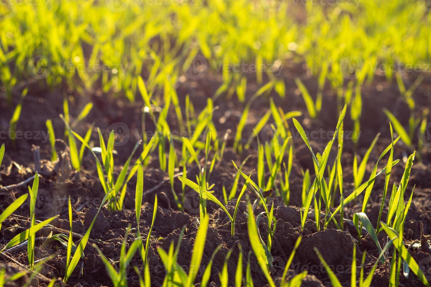 Spring field with young green crops emerging from the dark soil, lit by the warm morning sun photo