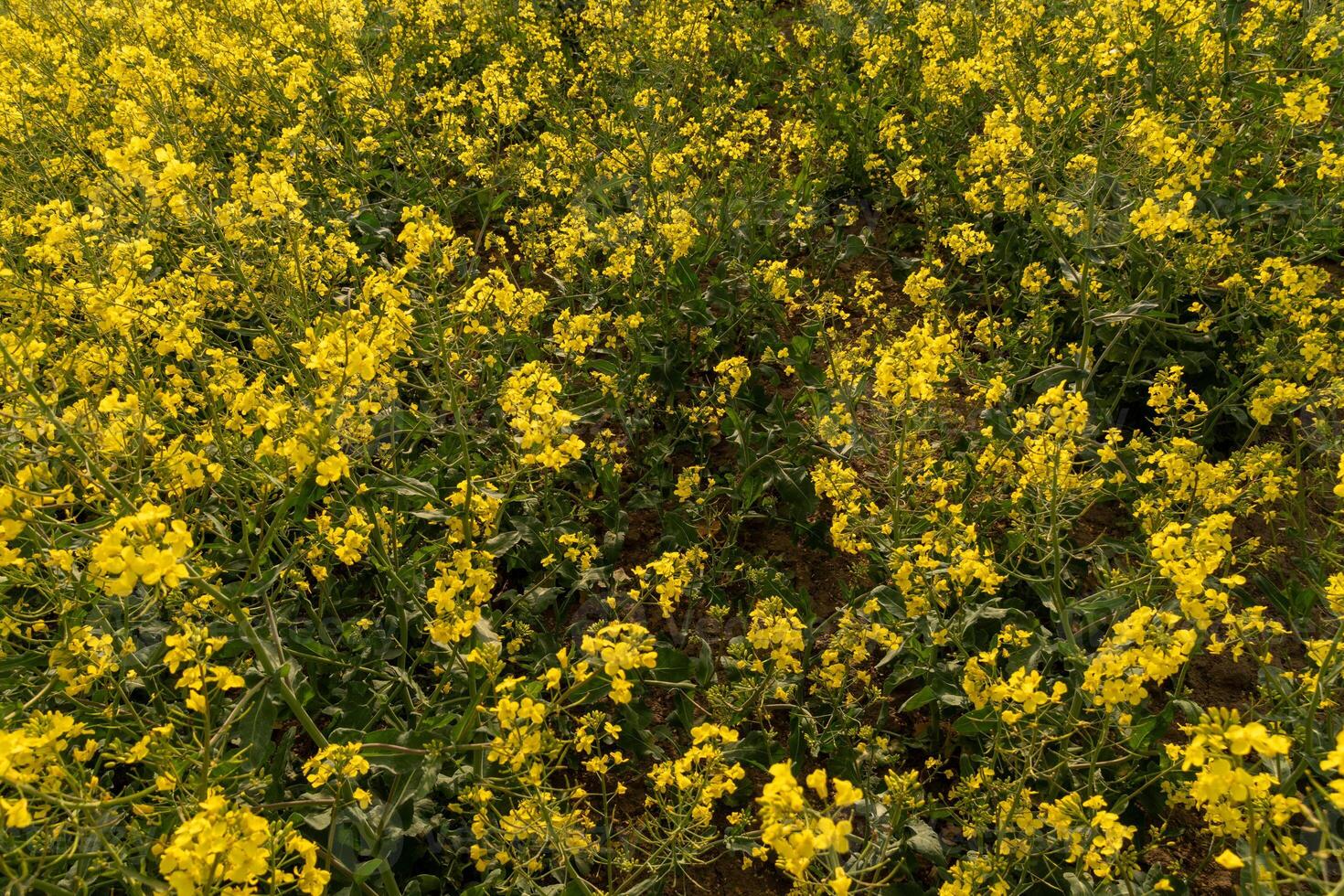 Field of Vibrant Yellow Mustard Flowers Blossoming Under Sunlight photo