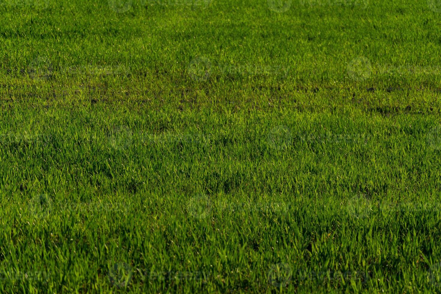A man standing in a field with a red flag photo
