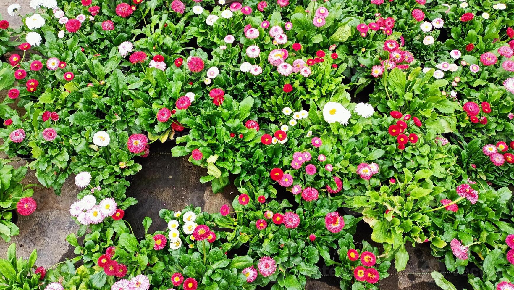 A Vibrant Flower Bed Filled with an Abundance of Colorful Blossoms in the Backyard Garden photo