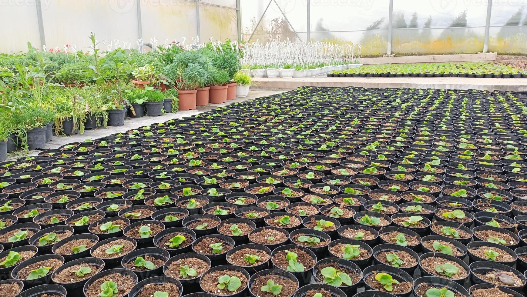 Vibrant Greenhouse Seedlings in Pots Ready for Incredible and Thriving Growth Ahead photo