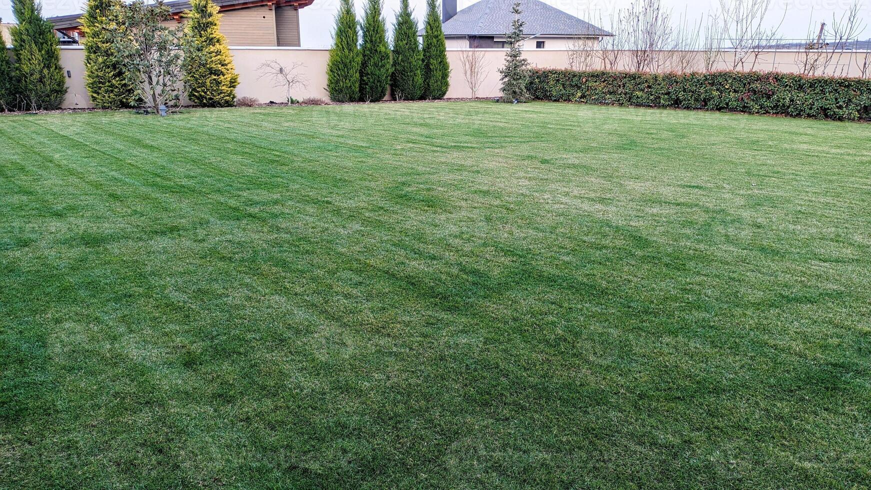 A Plush and Lush Green Lawn Featuring Neatly Trimmed Grass Complimented by Evergreen Fencing photo