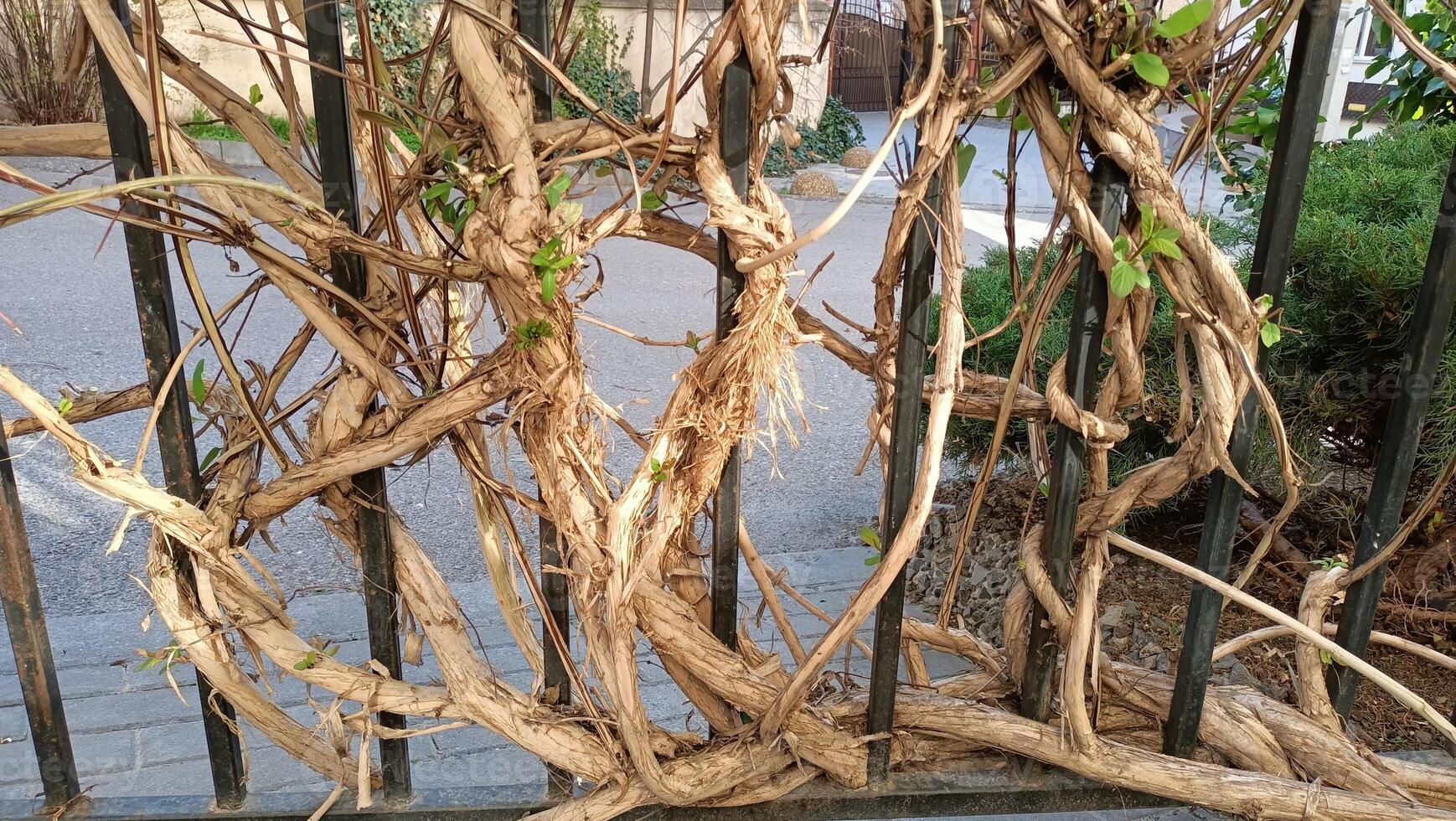 Vine patterns on a sturdy metal fence create a beautiful blend of nature and creativity photo
