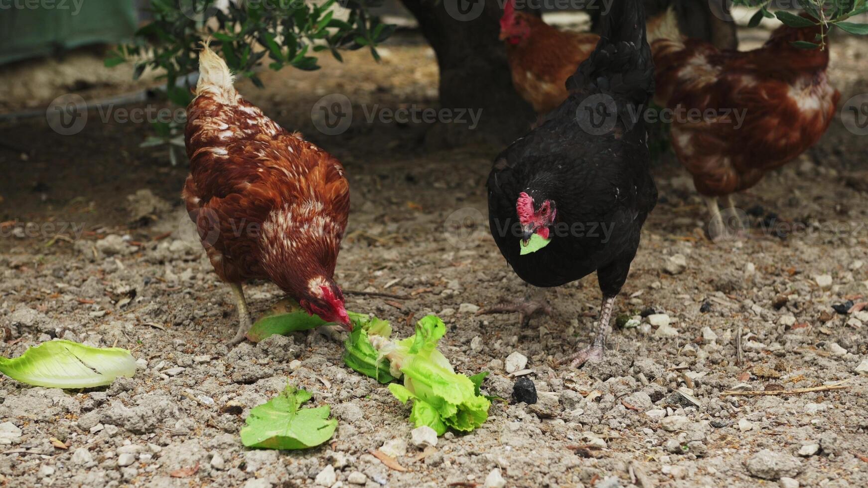 Close Up of Free-Range Domestic Chickens Foraging and Eating Fresh Green Lettuce Leaves on a Rustic Farmyard Ground, Showcasing Natural Poultry Behavior and Organic Farming Life photo