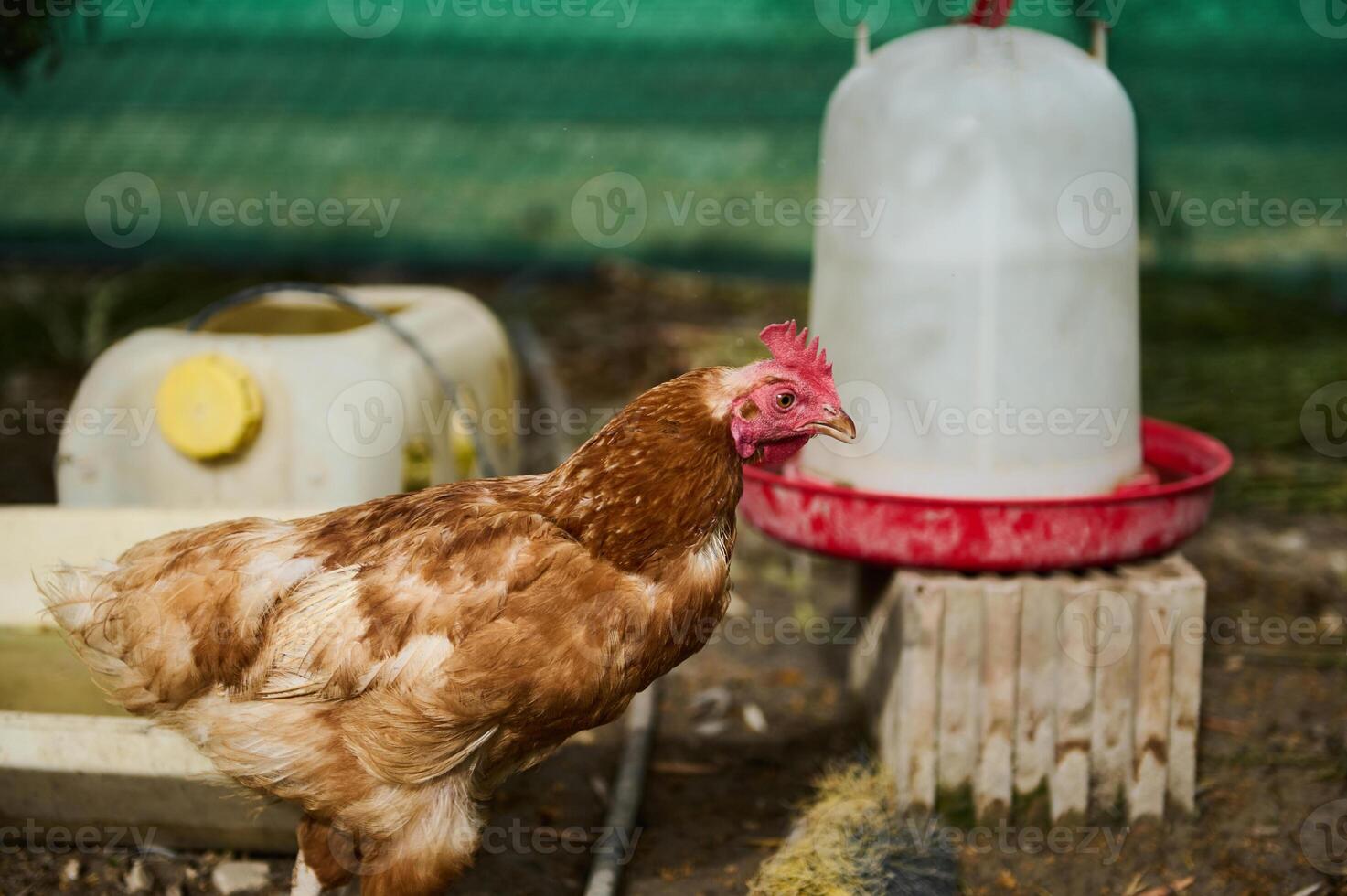 Brown Hen Standing in a Farm Setting Near Water Containers photo