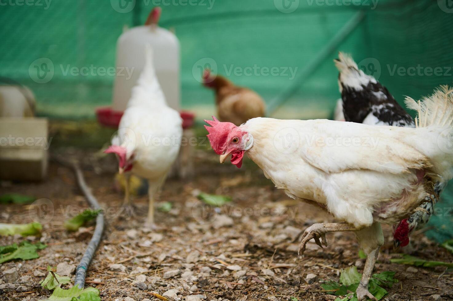 Free-Range Chickens Feeding on Grass in an Outdoor Farm Environment photo