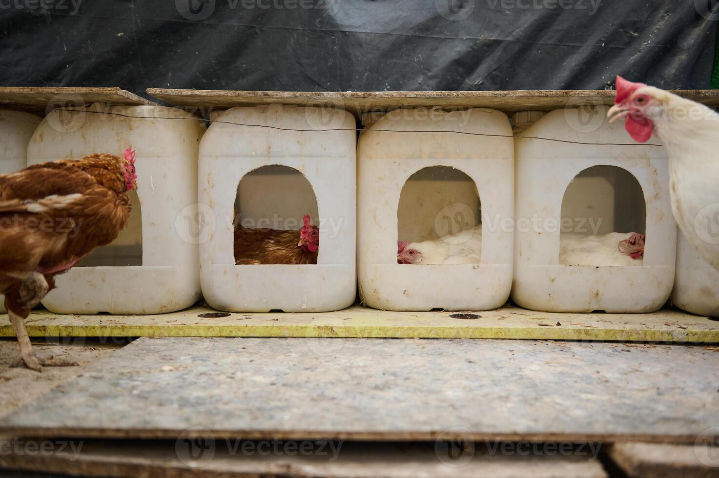 Chickens in Nesting Boxes Inside a Rural Farm Setting photo