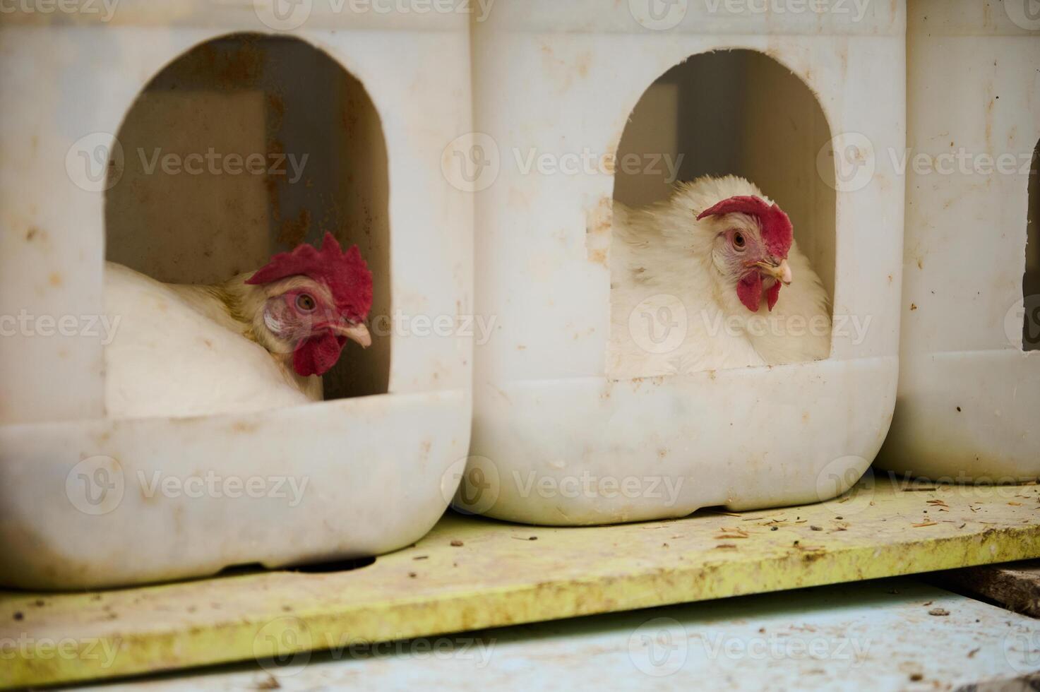 Two Chickens Resting in Plastic Nesting Boxes on a Farm photo