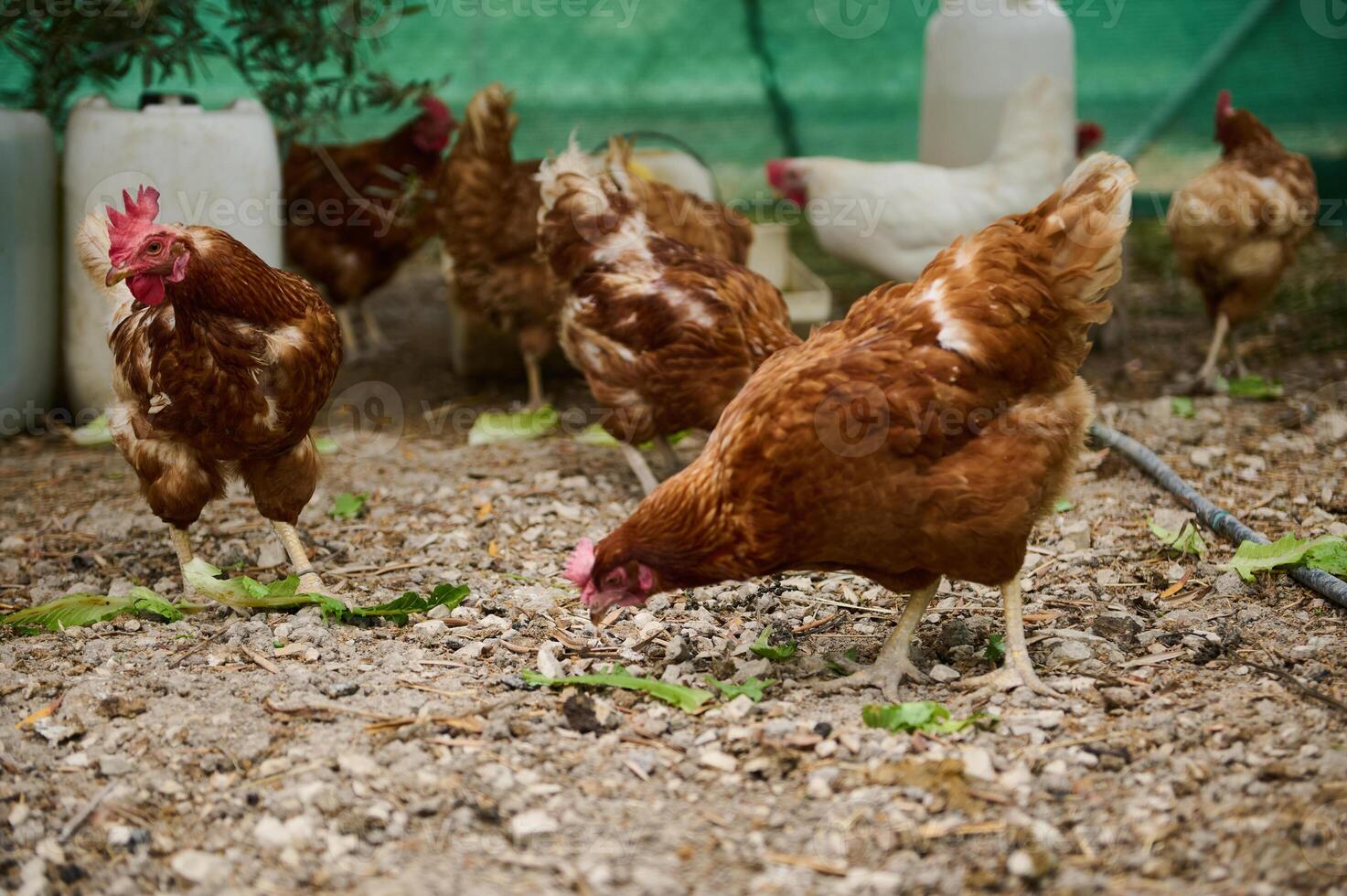 Group of Free-Range Chickens Feeding Outdoors on a Farm photo
